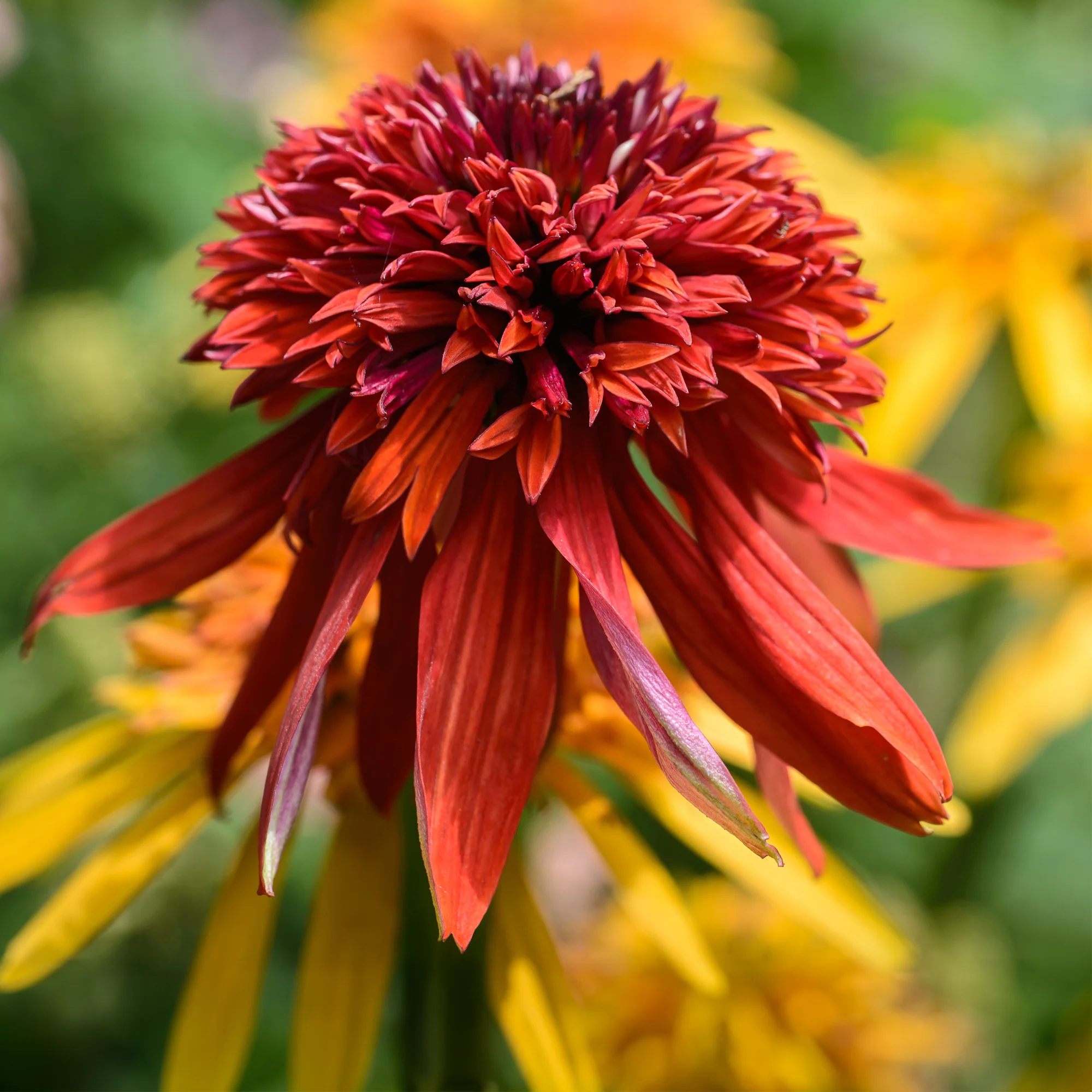 Echinacea Eccentric