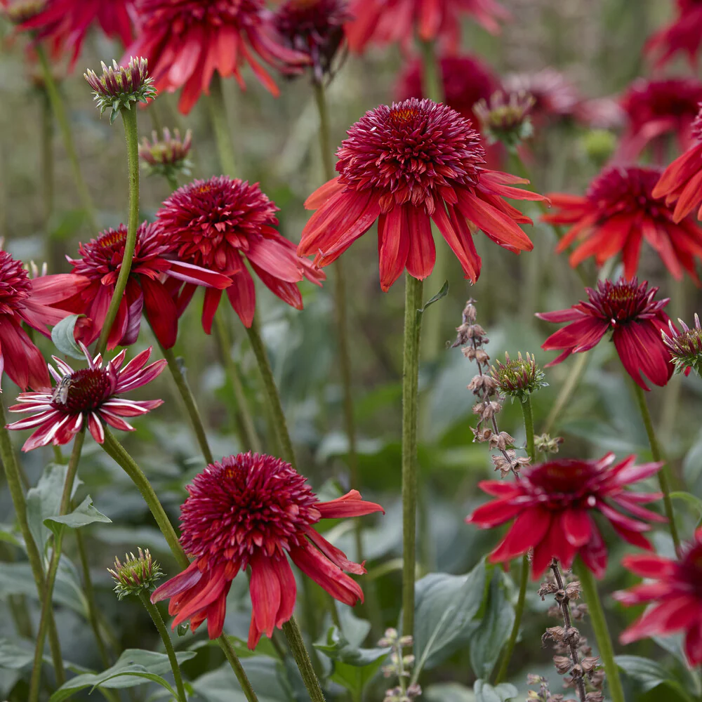 Echinacea Eccentric - Image 2