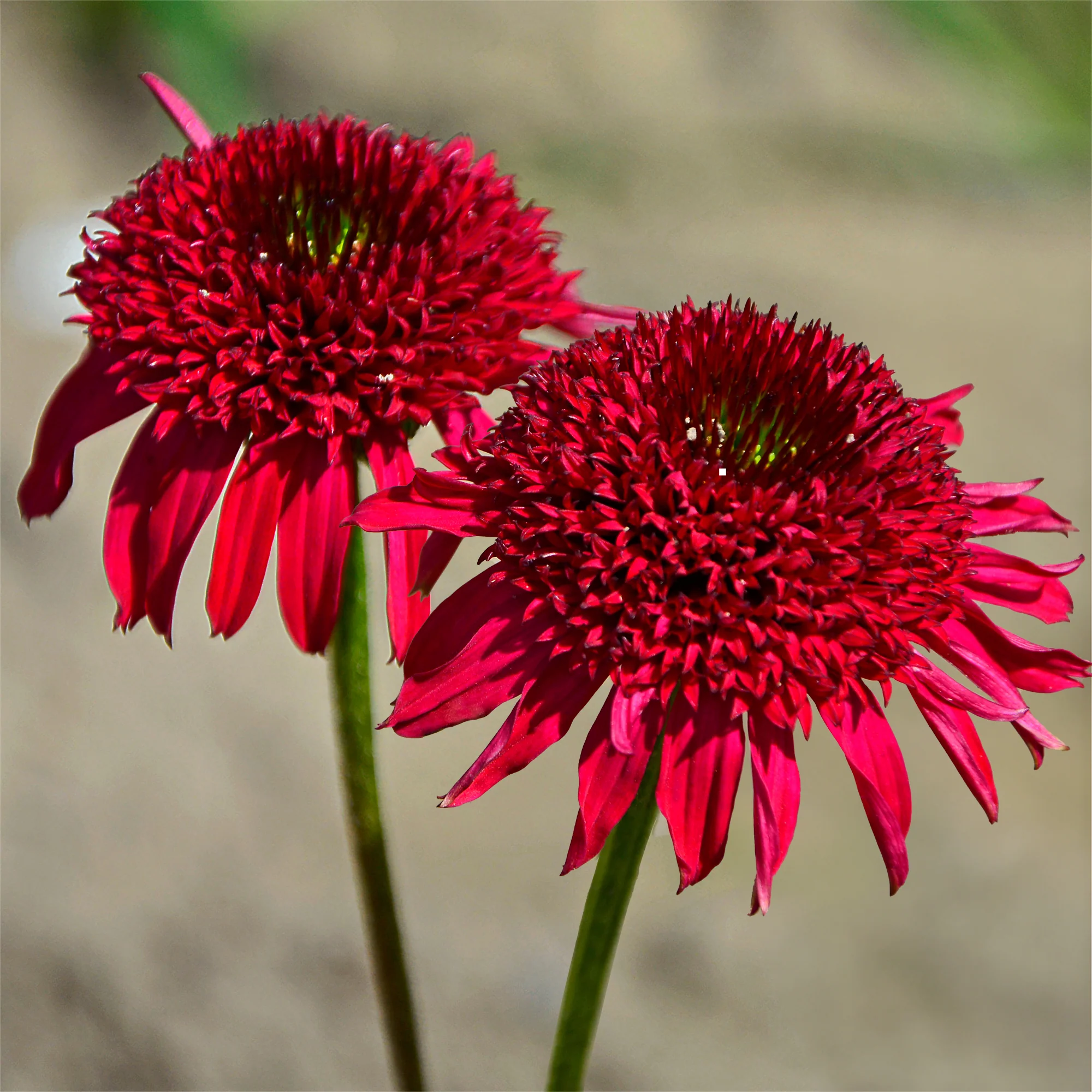 Echinacea Eccentric - Image 3