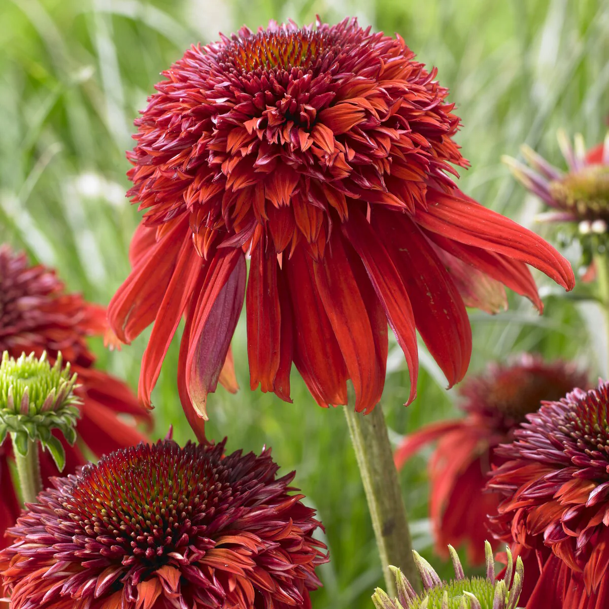 Echinacea Eccentric - Image 4
