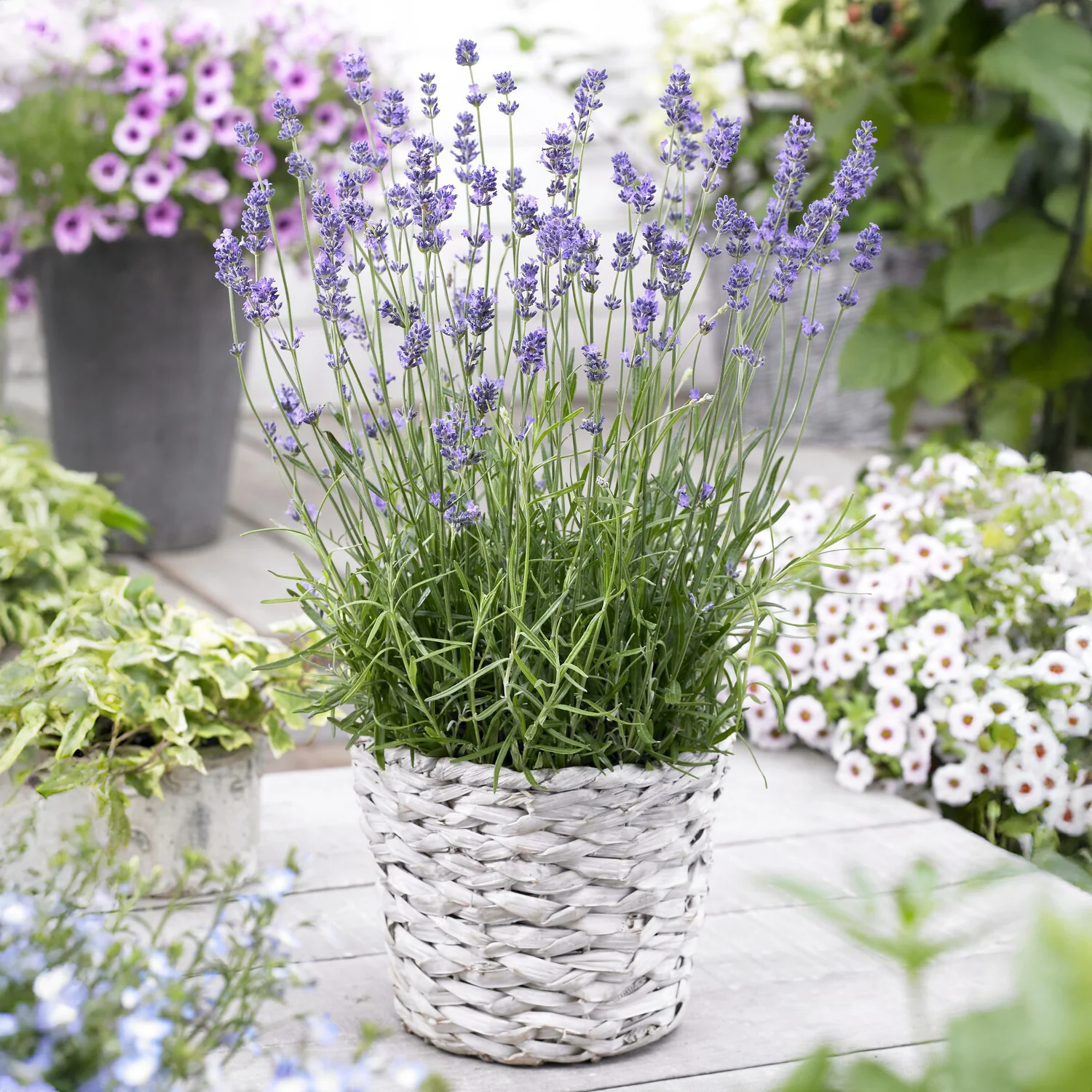 Echter Lavendel Munstead