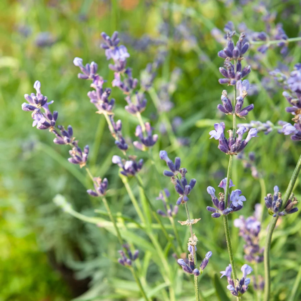 Echter Lavendel Munstead - Image 2