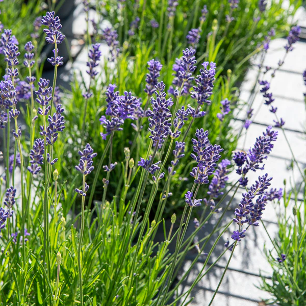 Echter Lavendel Munstead - Image 3
