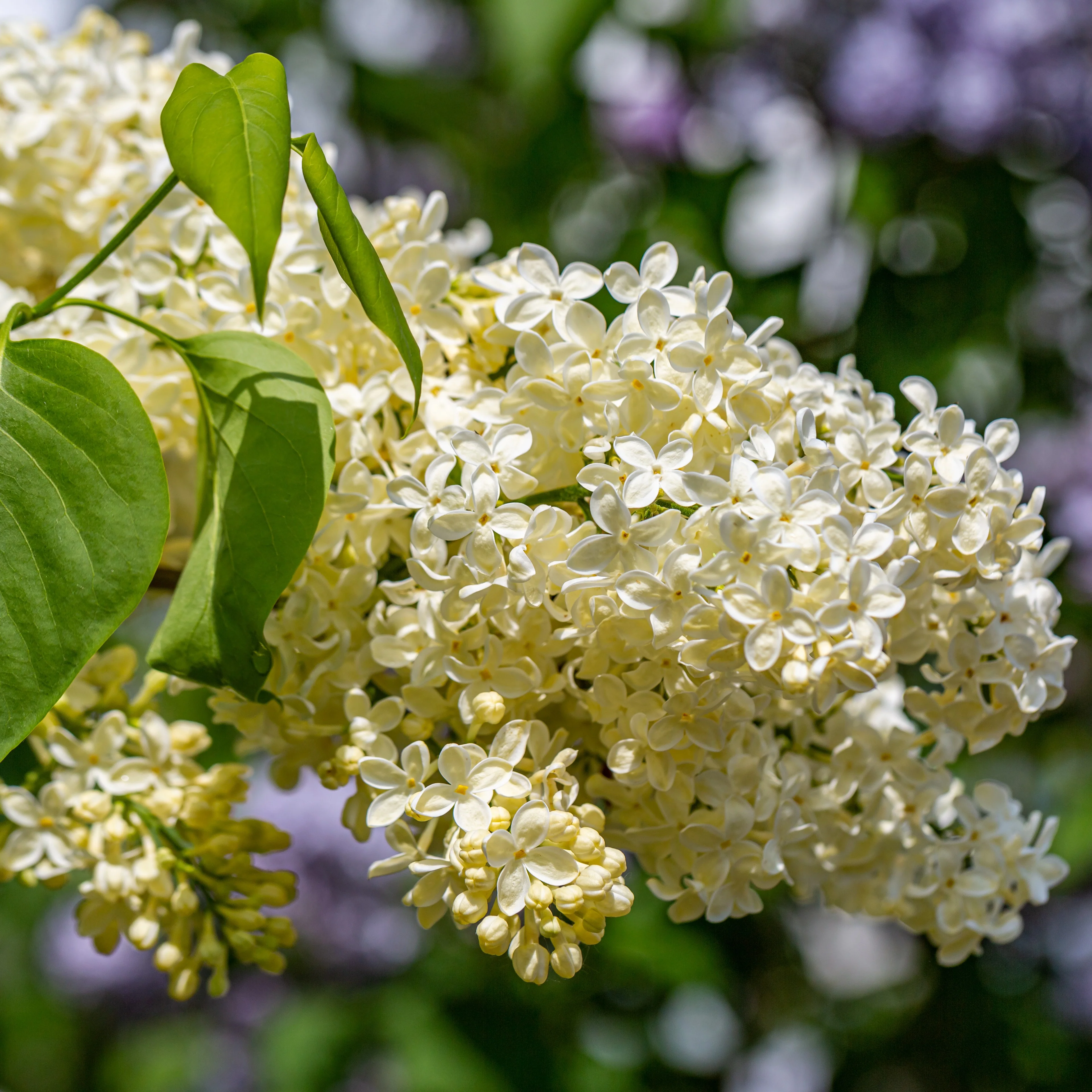 Flieder ‘Primrose’ - Image 3