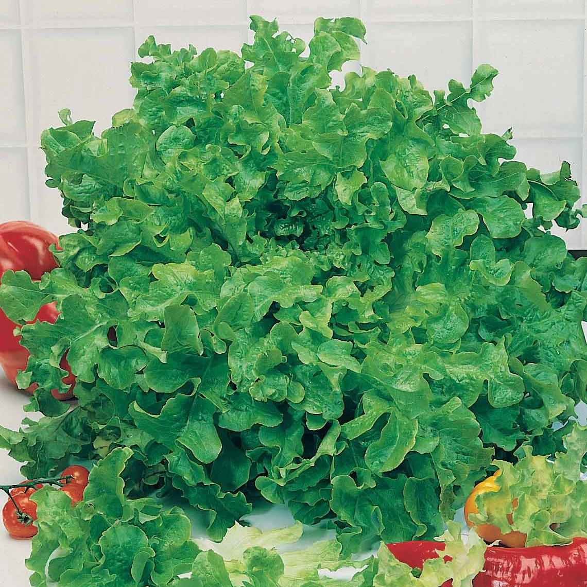 Eichblattsalat - Image 2
