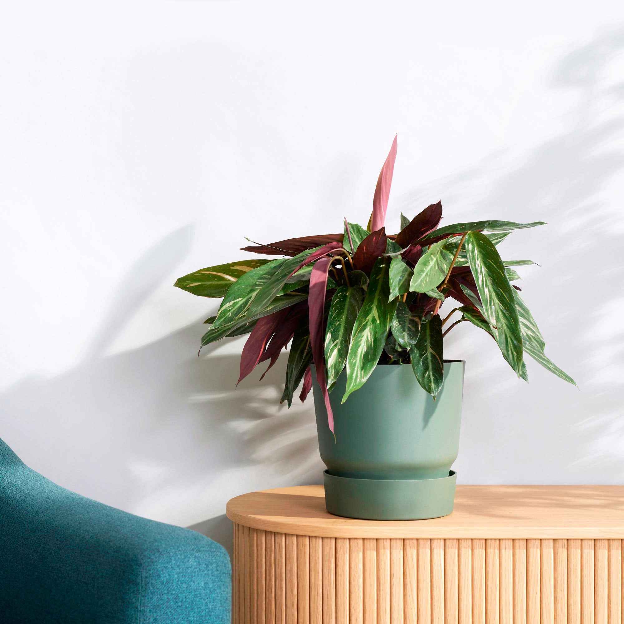 Elho Blumentopf 'Greenville Leaf Green'
