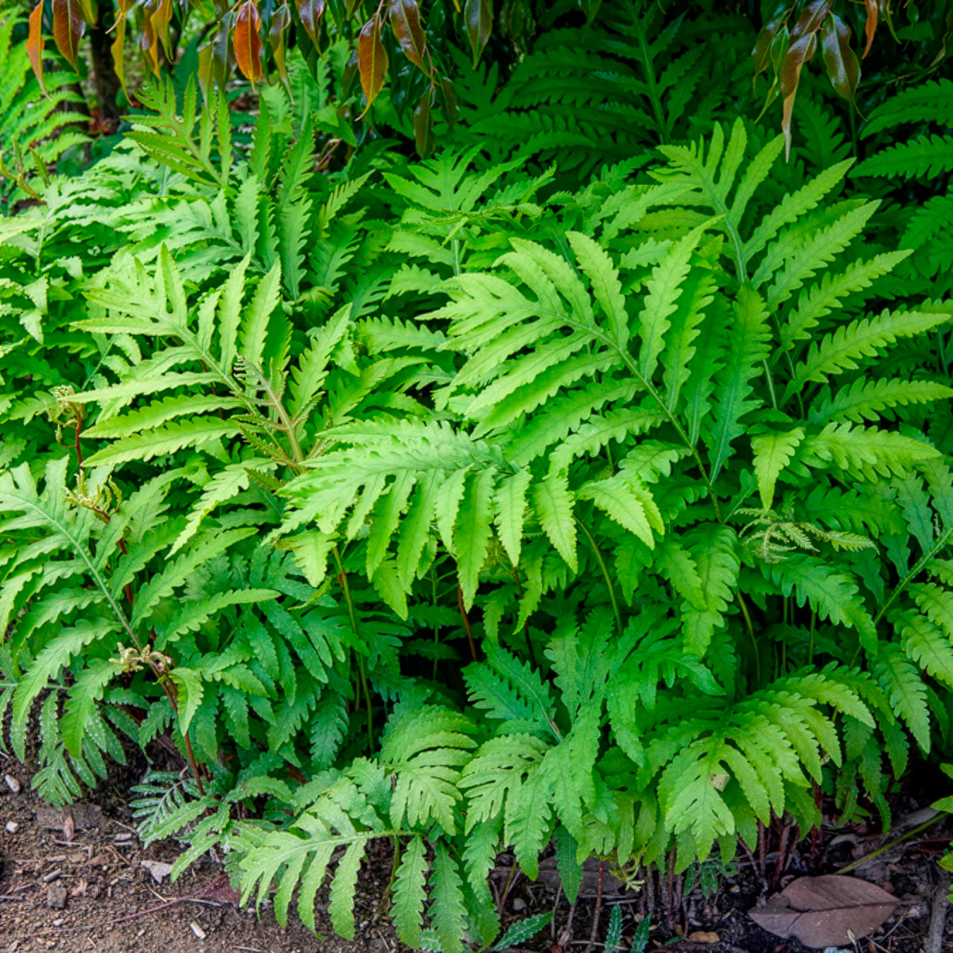 Perlfarn (Onoclea sensibilis) - Image 4