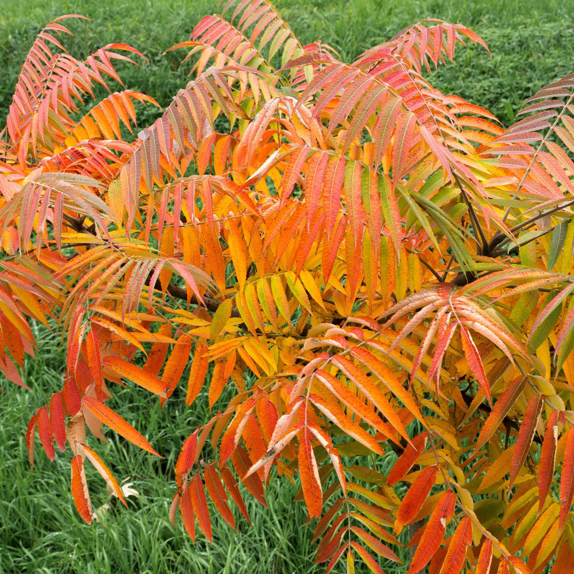 Essigbaum - Image 3