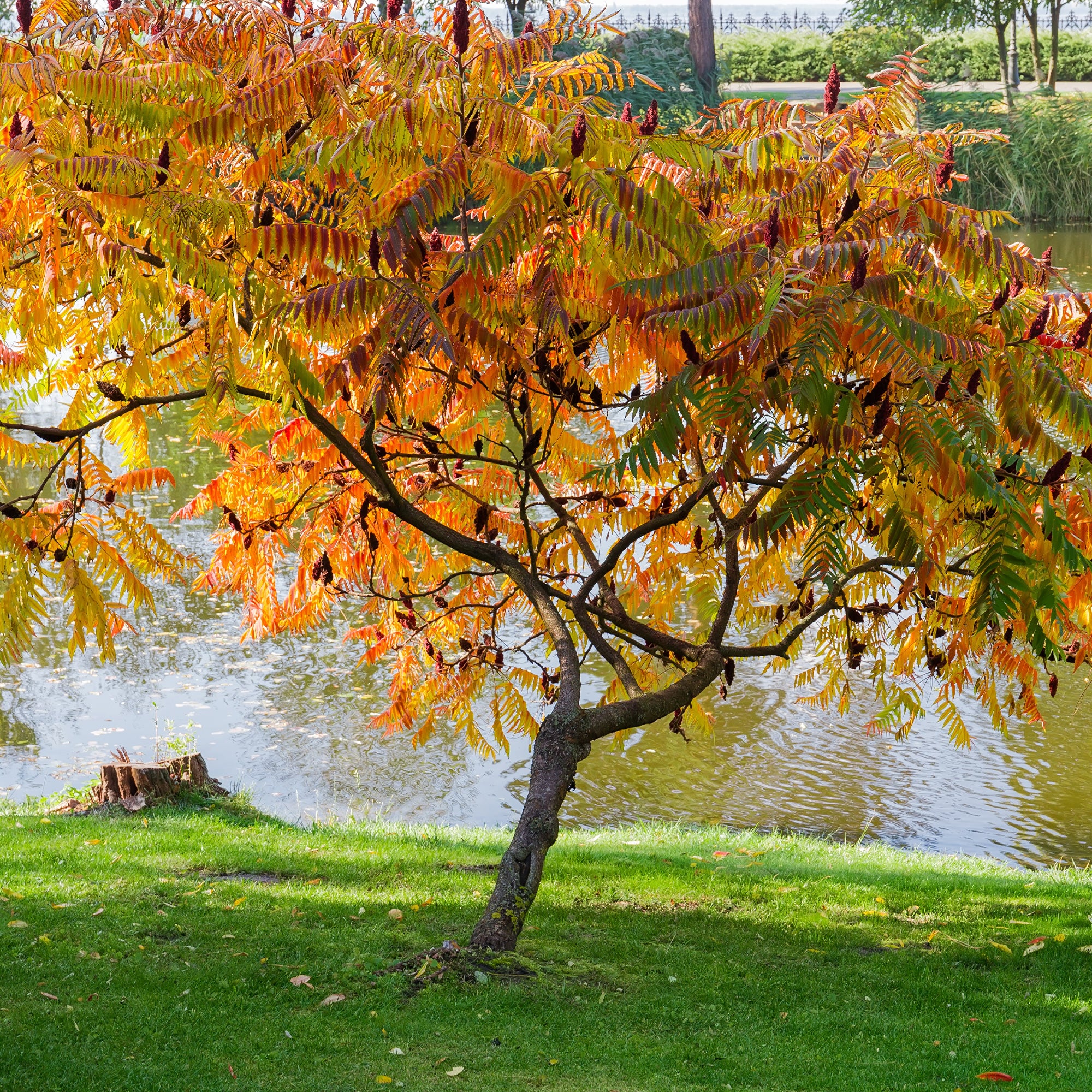 Essigbaum - Image 5
