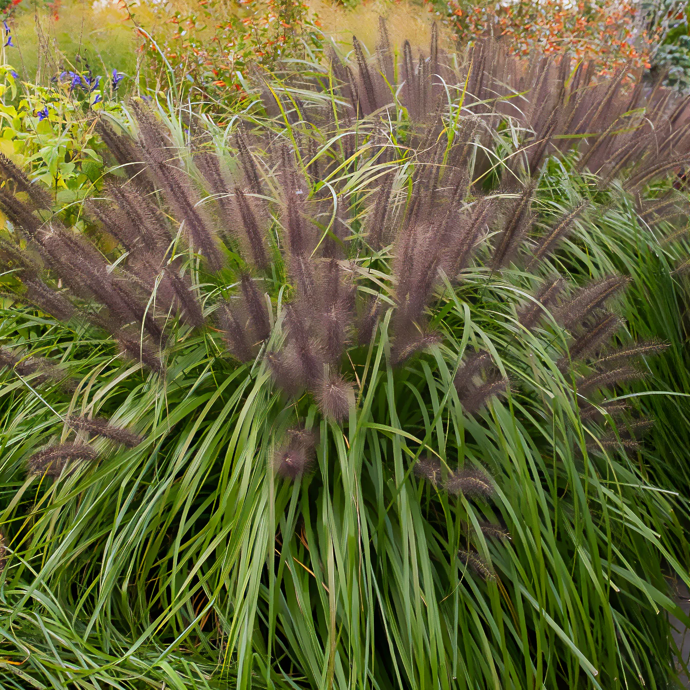 Federborstengras 'Moudry' - Image 3