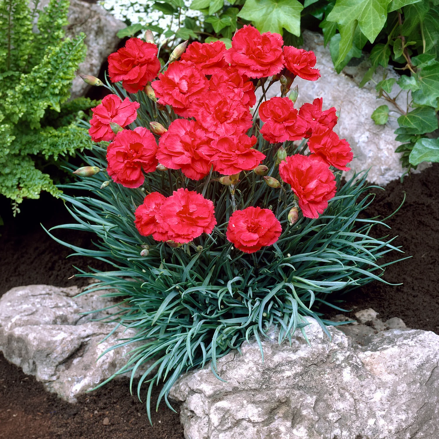 Duft-Nelke ‘David’