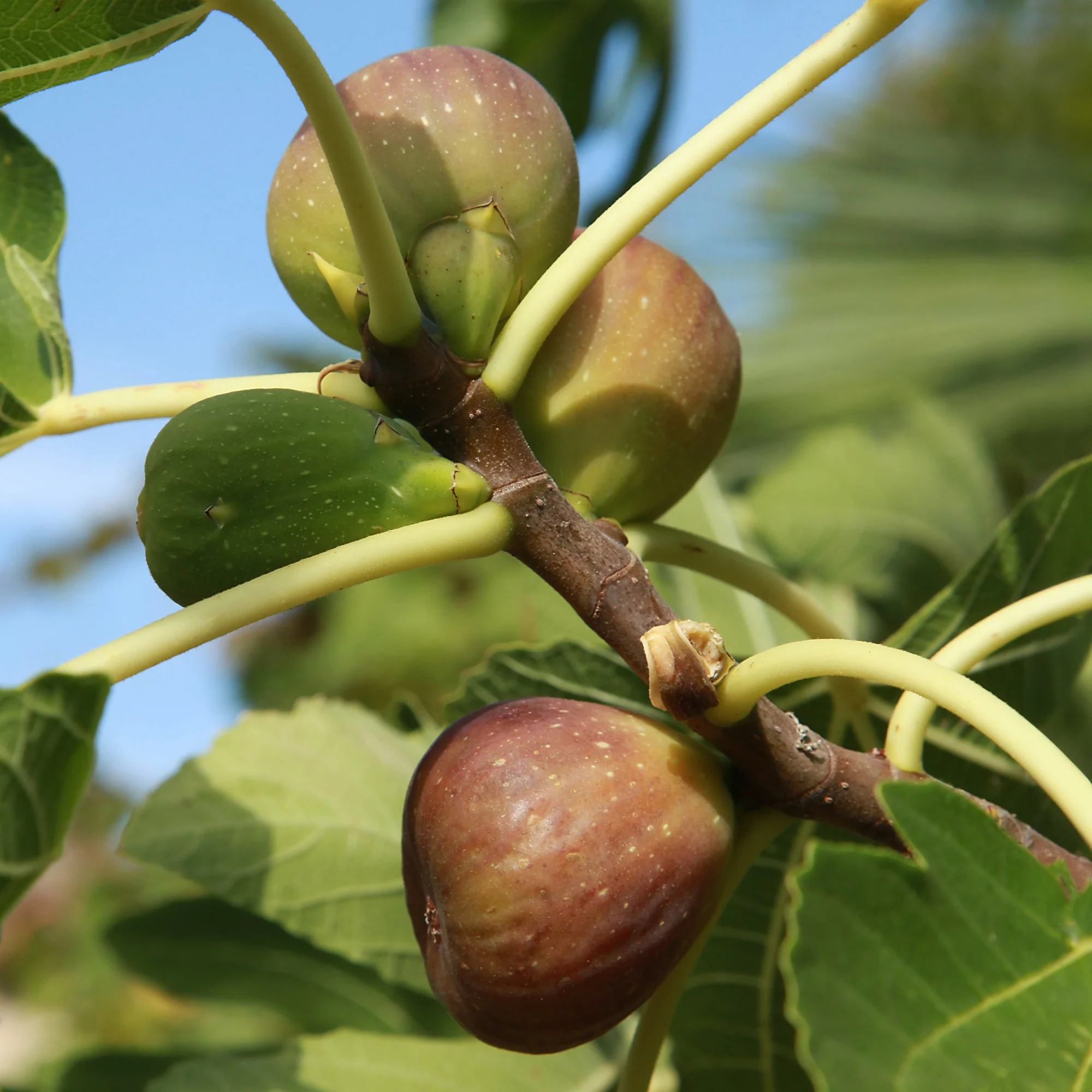 Feigenbaum 'Brown Turkey'