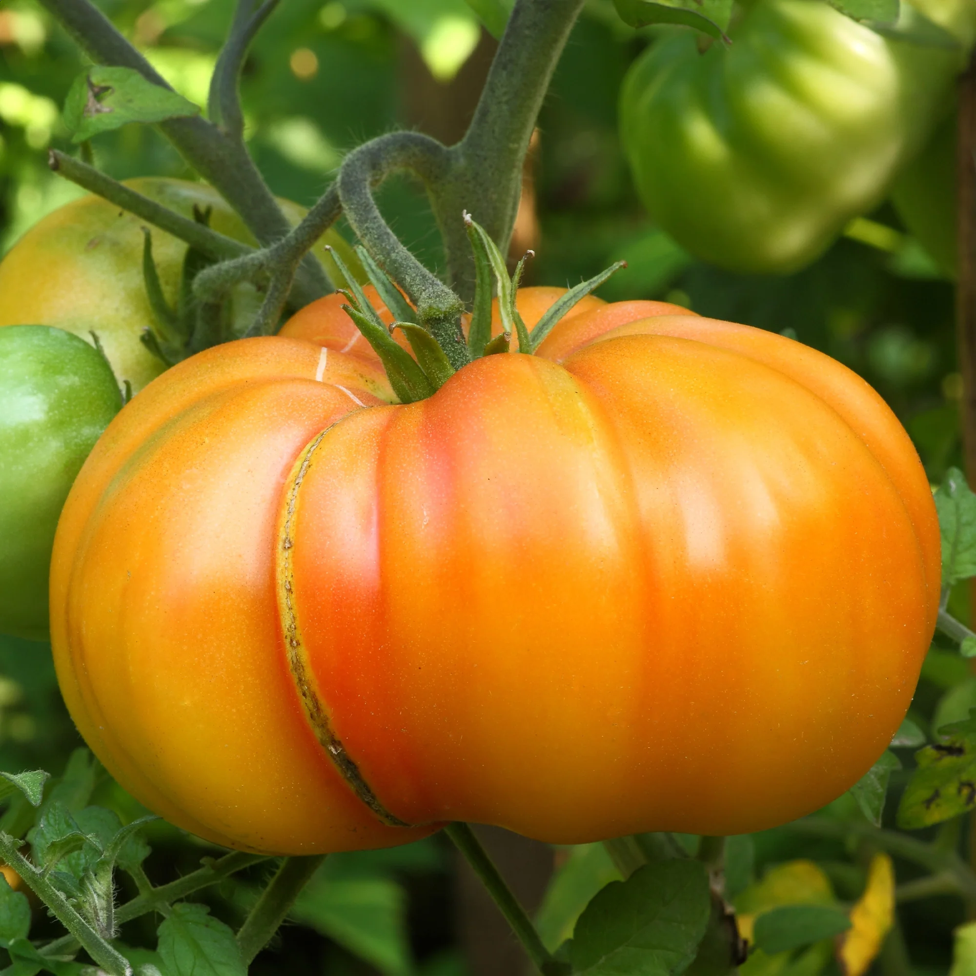 Fleischtomate Ananas