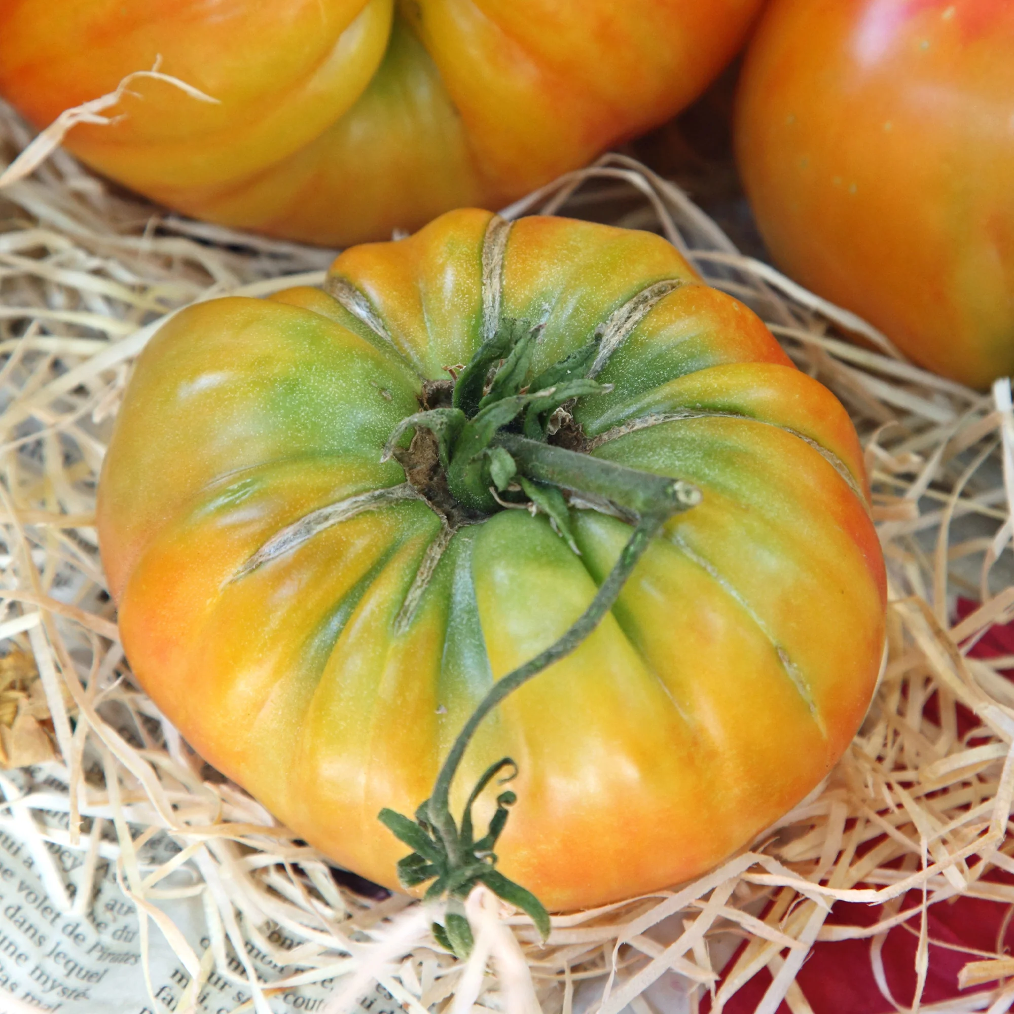 Fleischtomate Ananas - Image 2
