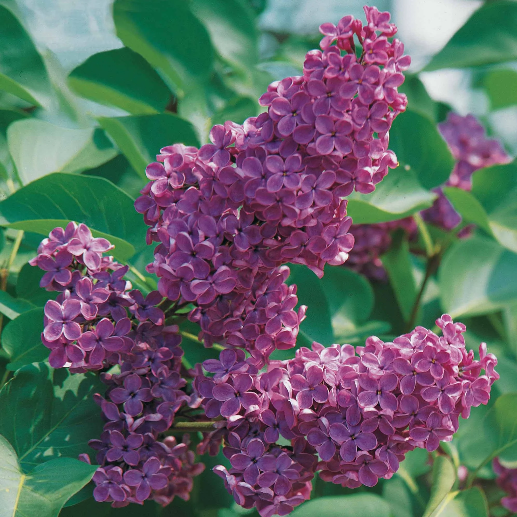 Flieder - Image 3