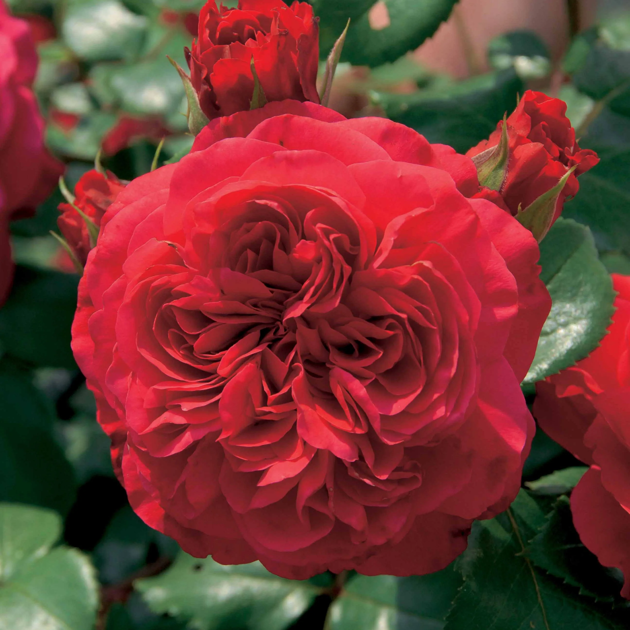 Floribunda-Rose Red Leonardo da Vinci ® Meiangele - Image 3