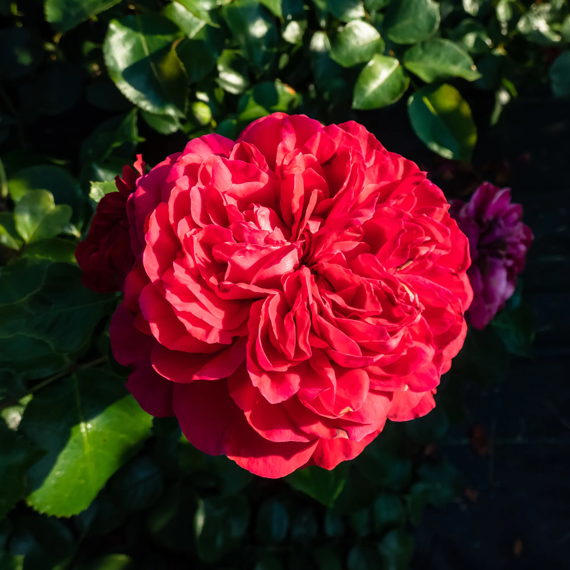 Floribunda-Rose Red Leonardo da Vinci ® Meiangele - Image 4