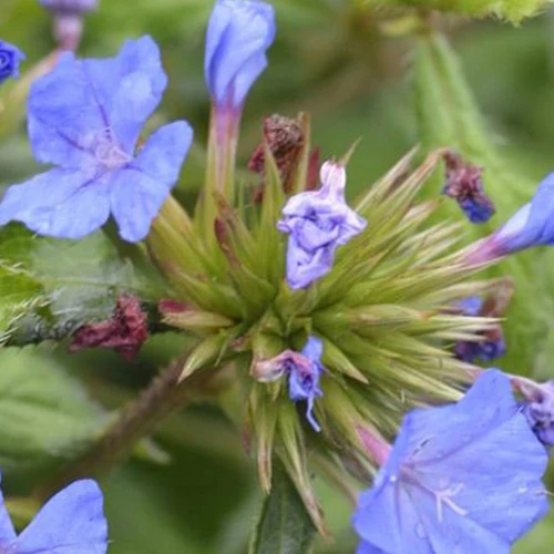 Forest Blue Strauchige Zahnlilie Willmott's Plumbago Forest Blue