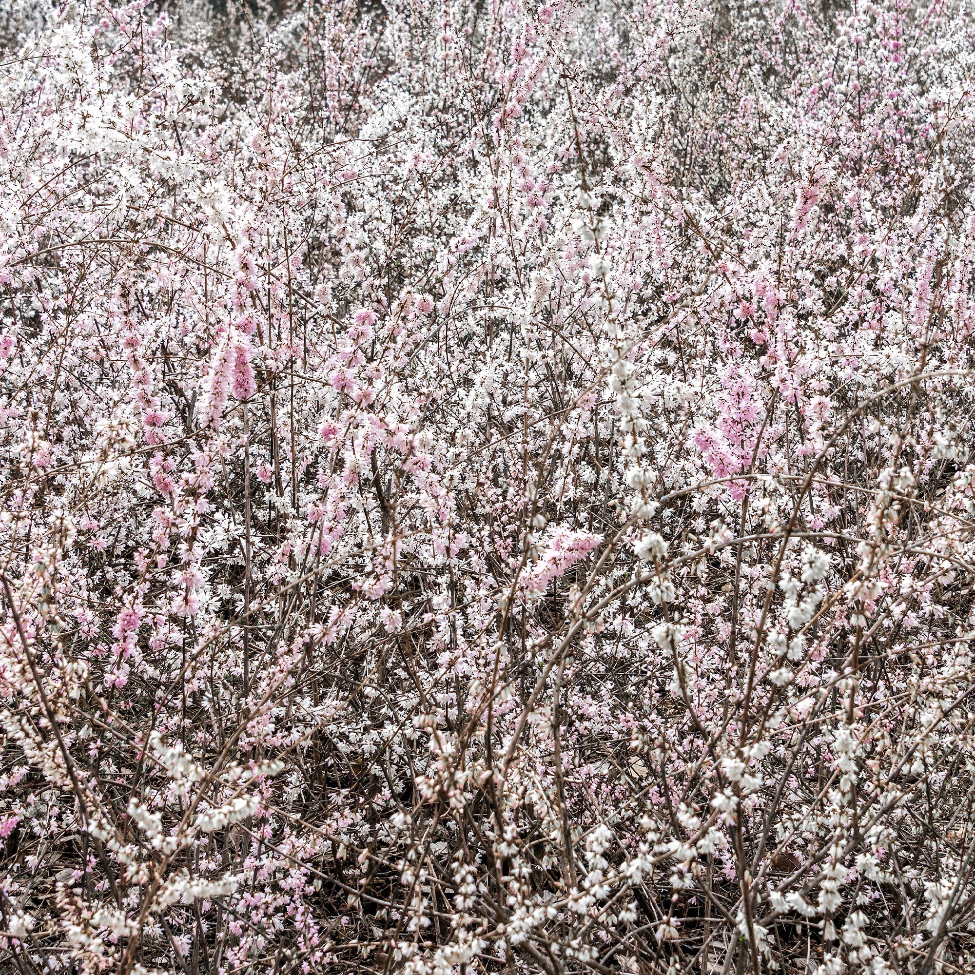 Forsythien weiß + rosa - Image 3