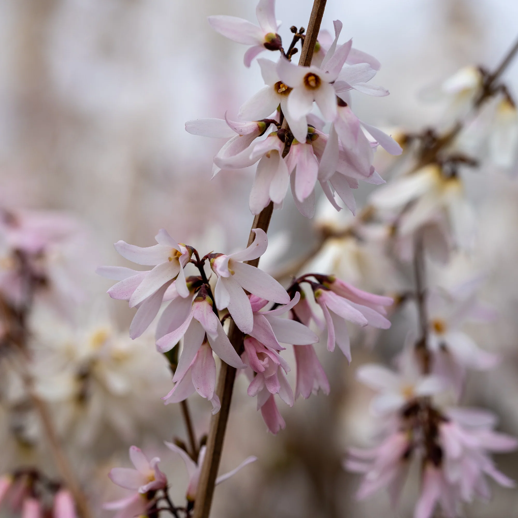 Forsythien weiß + rosa - Image 5