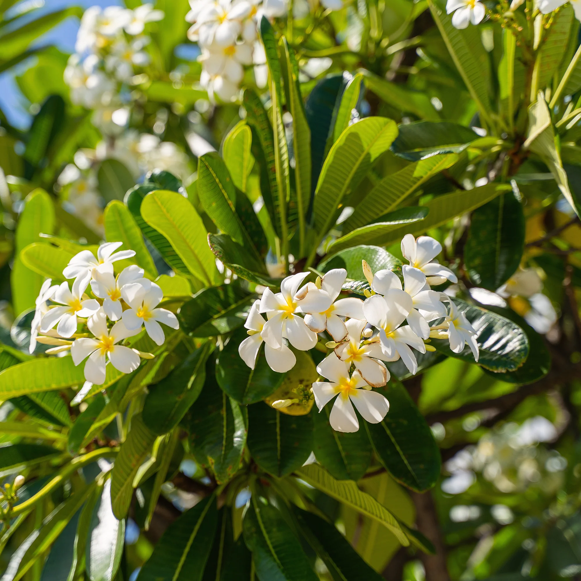 Frangipani - Image 10