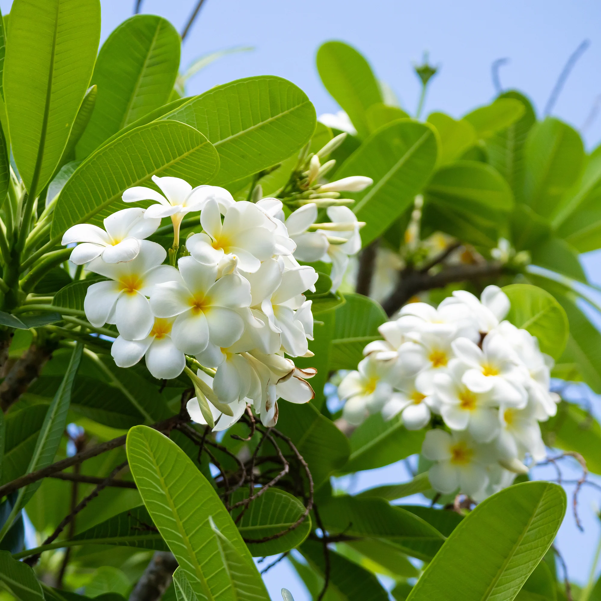 Frangipani - Image 13
