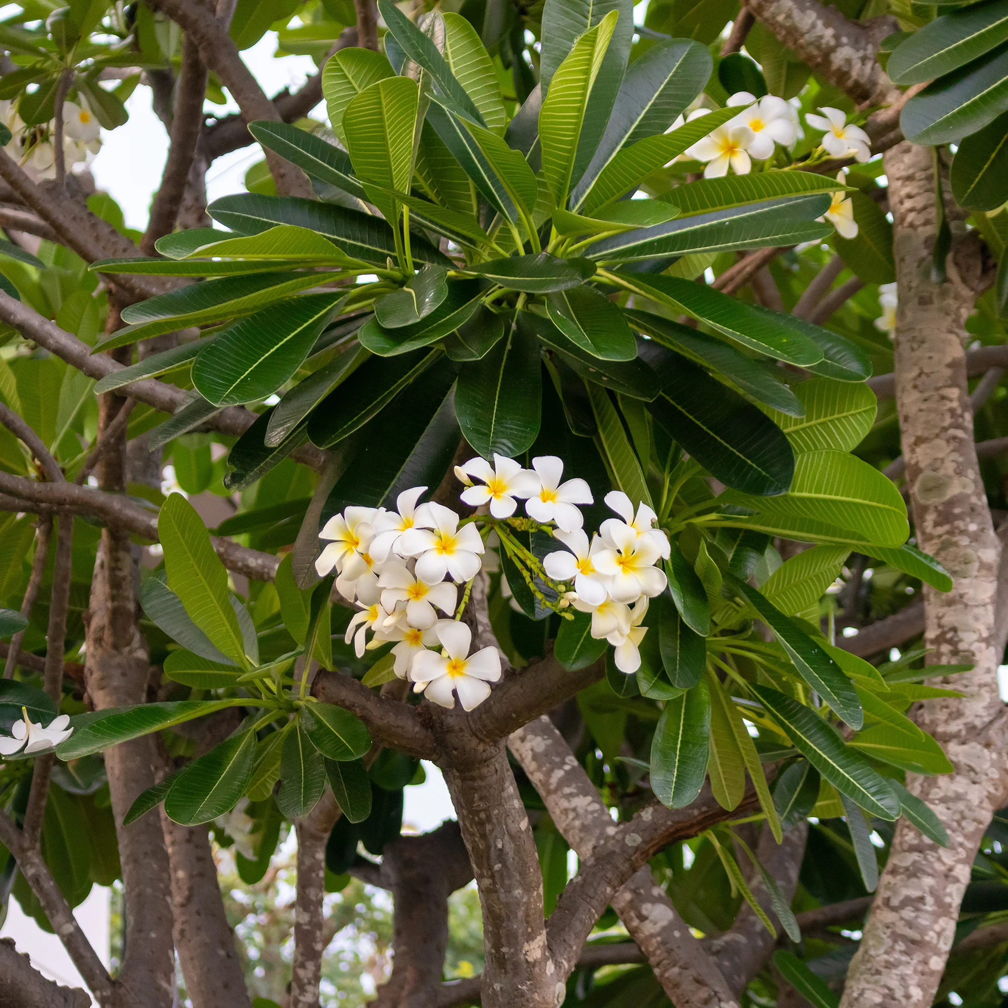 Frangipani - Image 5