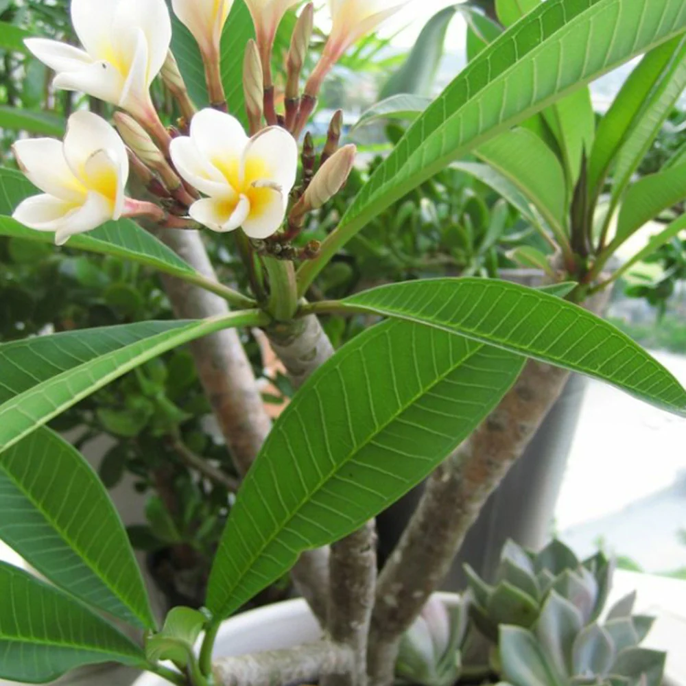 Frangipani - Image 7