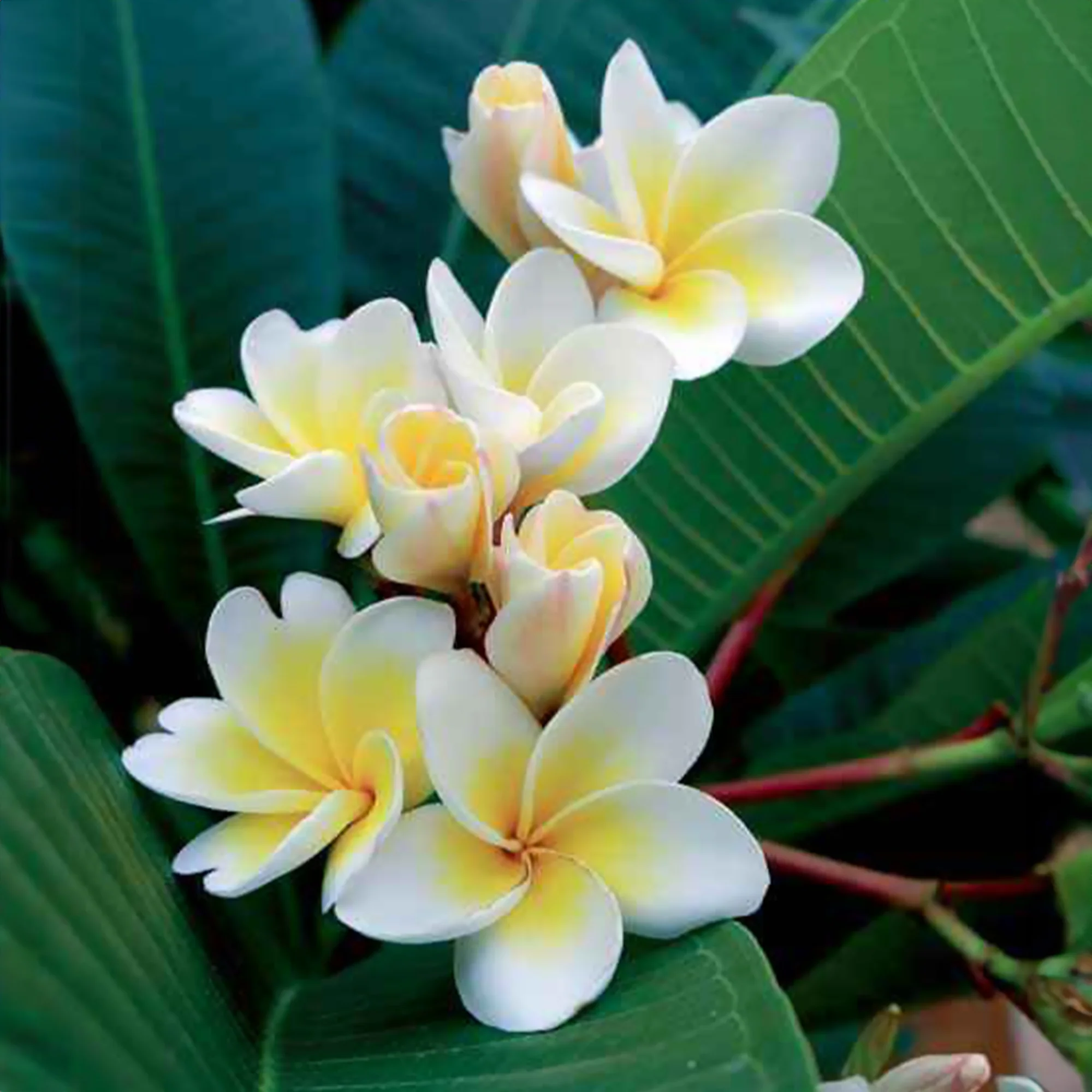 Frangipani - Image 8