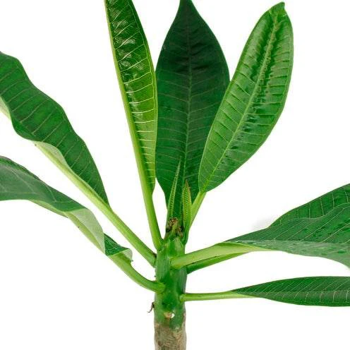 Frangipani rot - Image 3