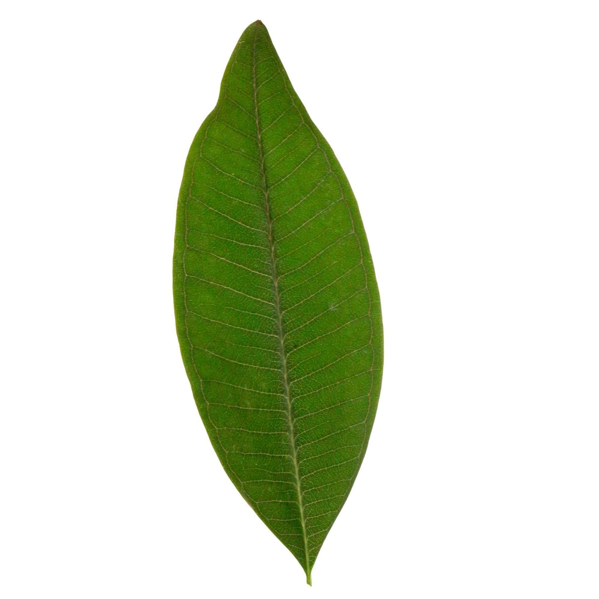 Frangipani rot - Image 4