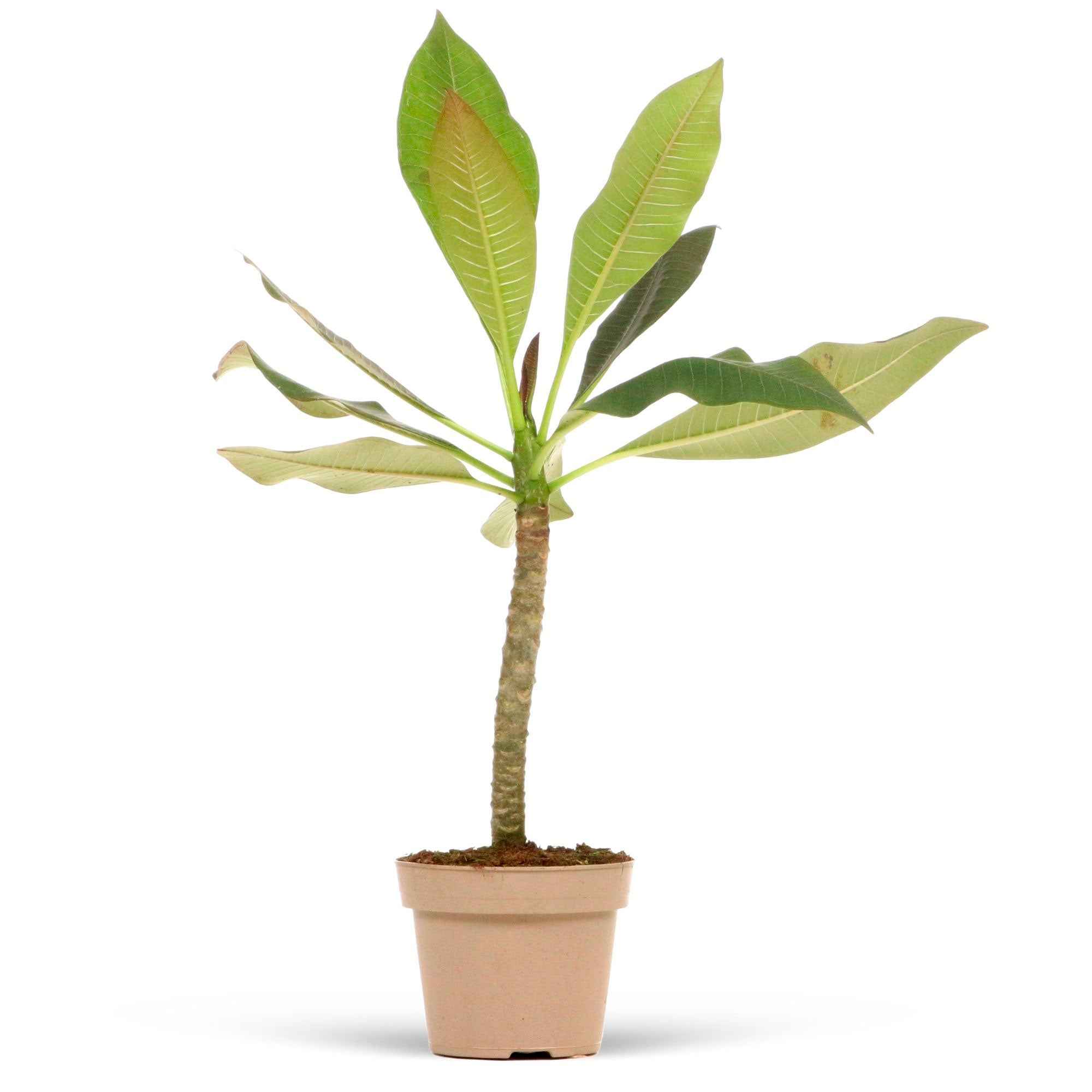 Frangipani rot - Image 5