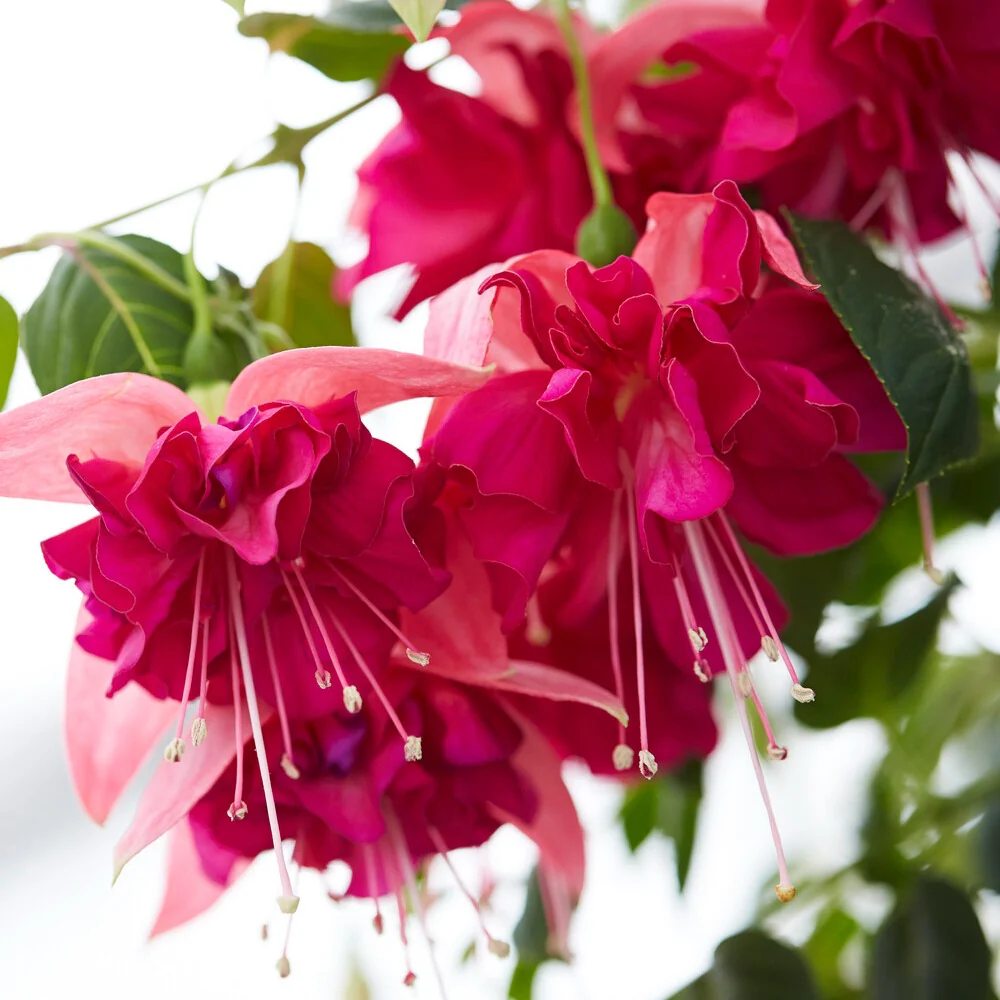 Fuchsie 'Bella Rosella' (x3) - Image 3