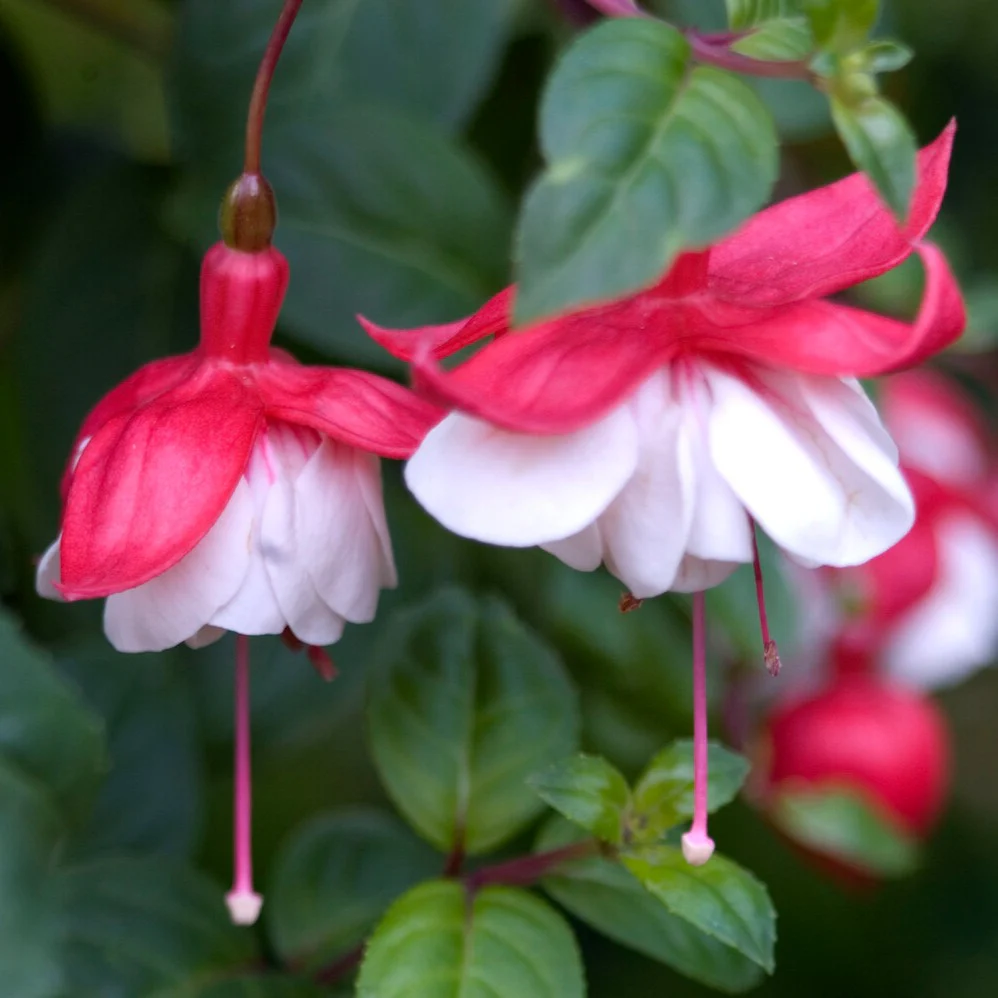 Fuchsie Swingtime - Image 3
