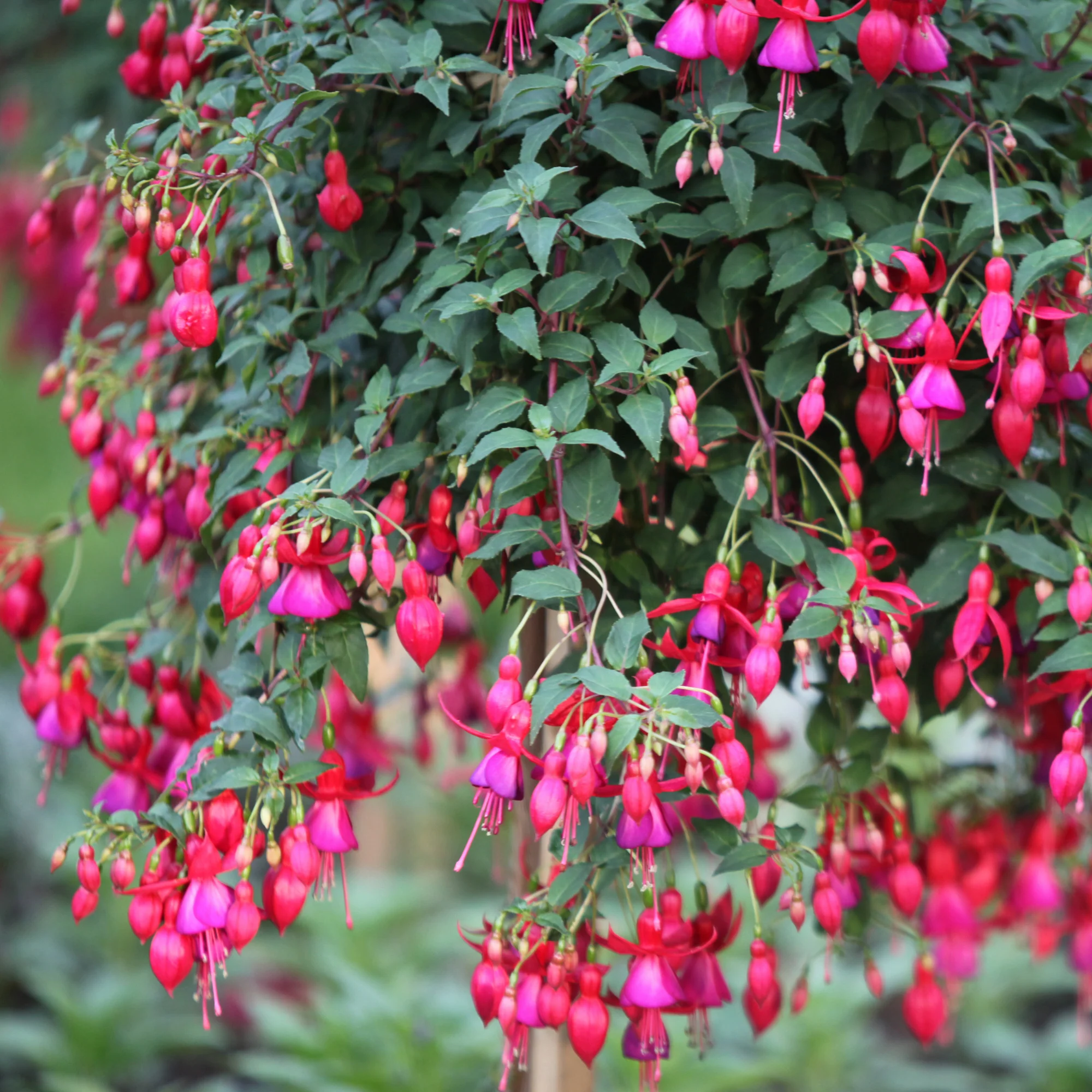 Fuchsien Brilliant (x3) - Image 2