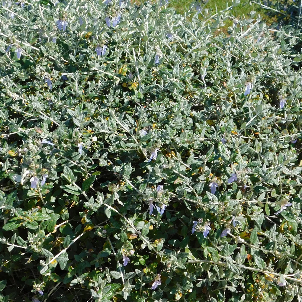 Strauch-Gamander 'Azureum' - Image 2