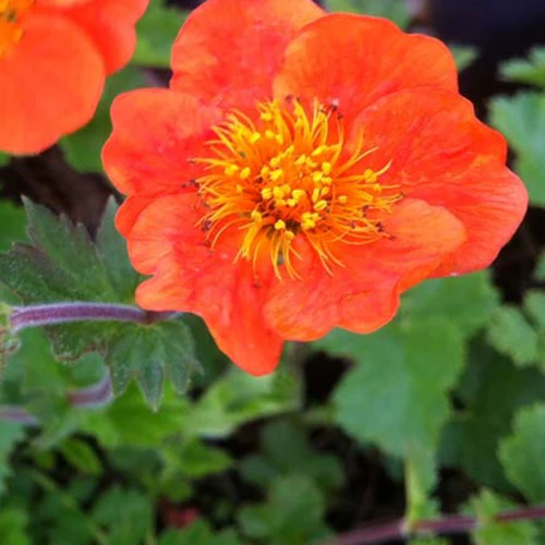 Garten-Binse Sigiswang