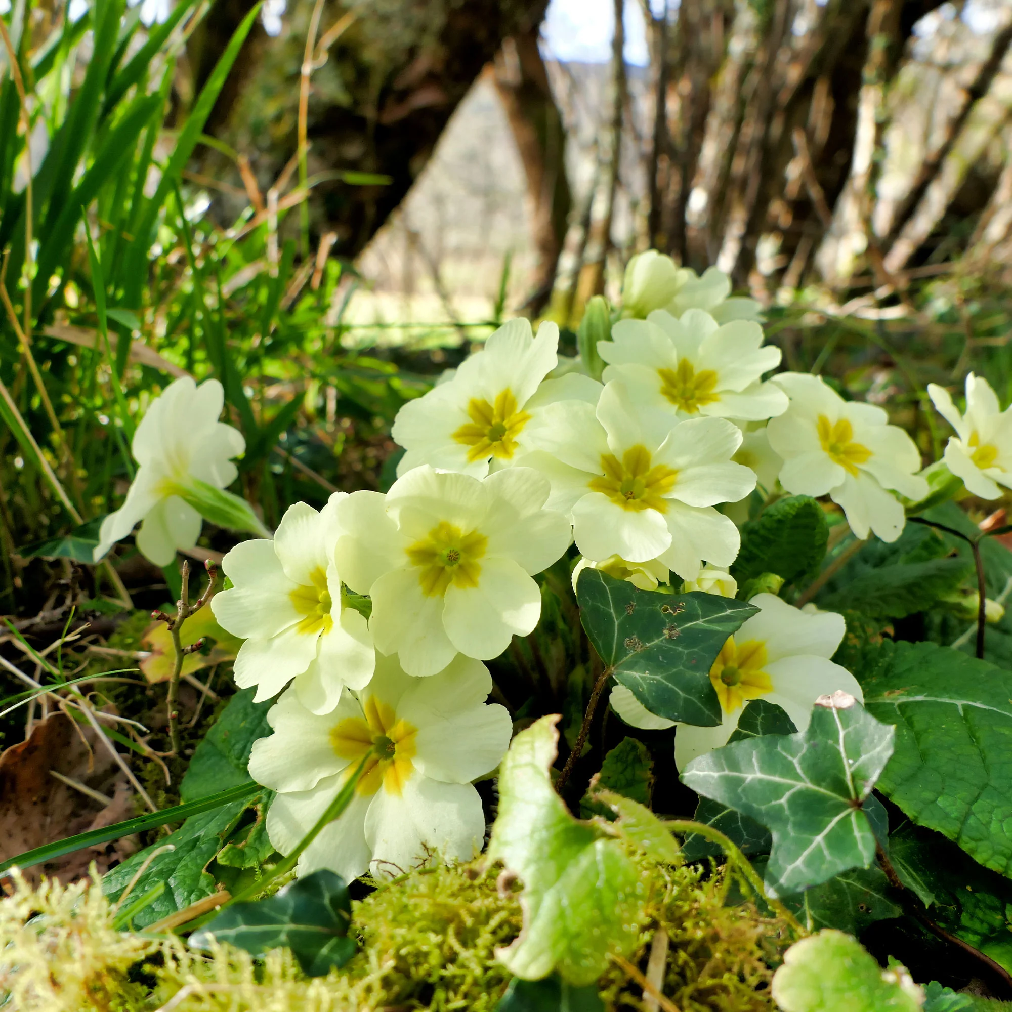 Gartenprimel
