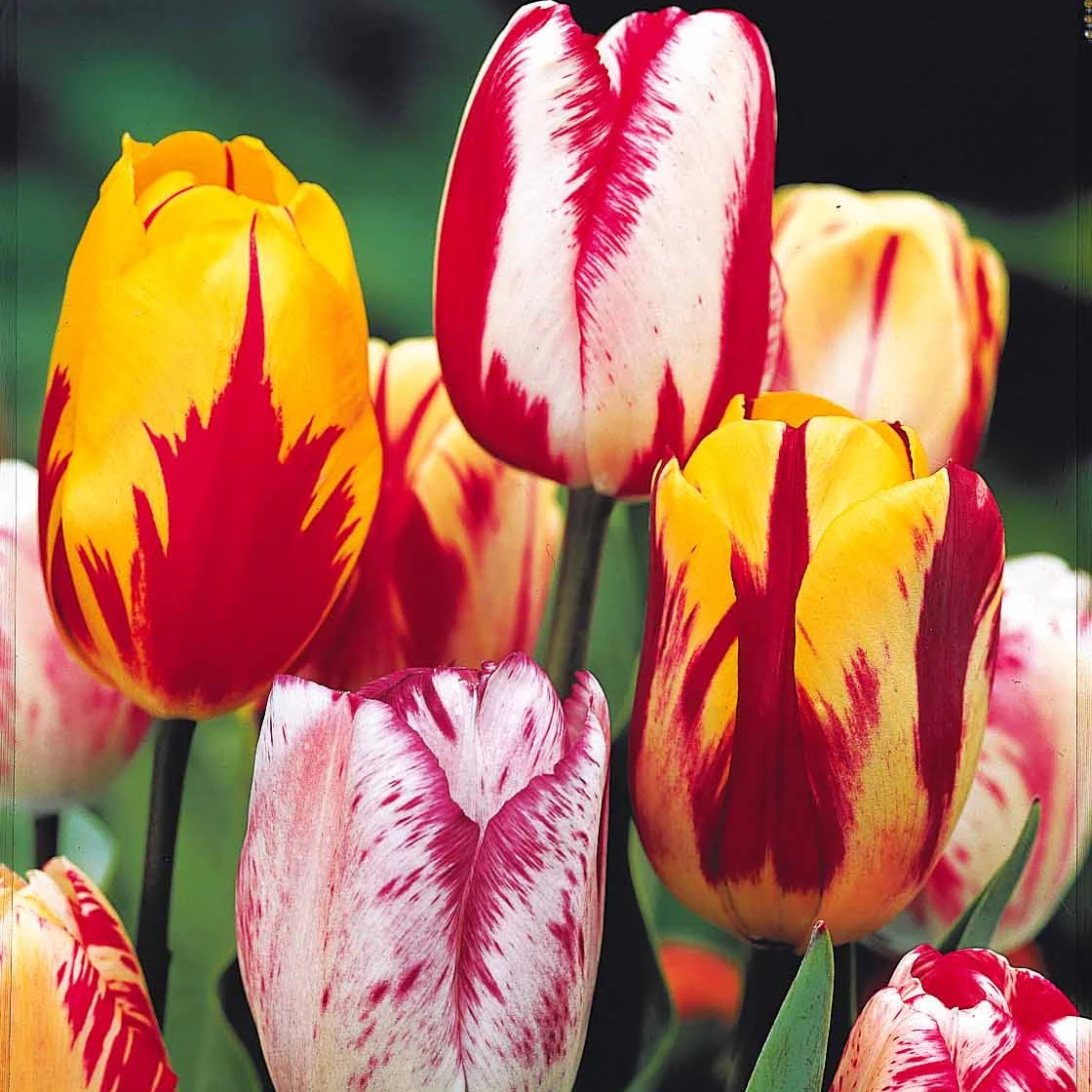 Geflammte Tulpen Mischung (x20) - Image 3