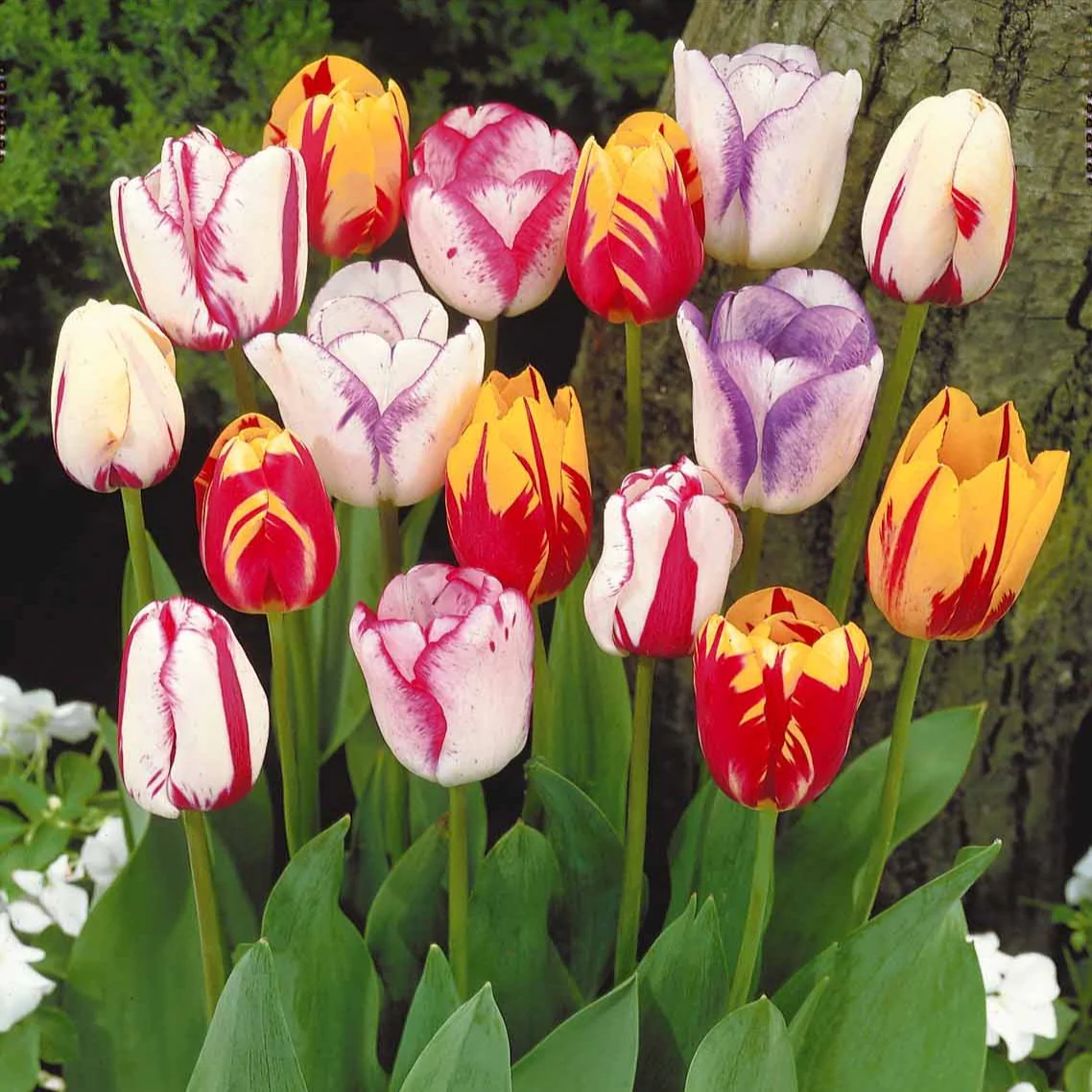 Geflammte Tulpen Mischung (x20) - Image 4