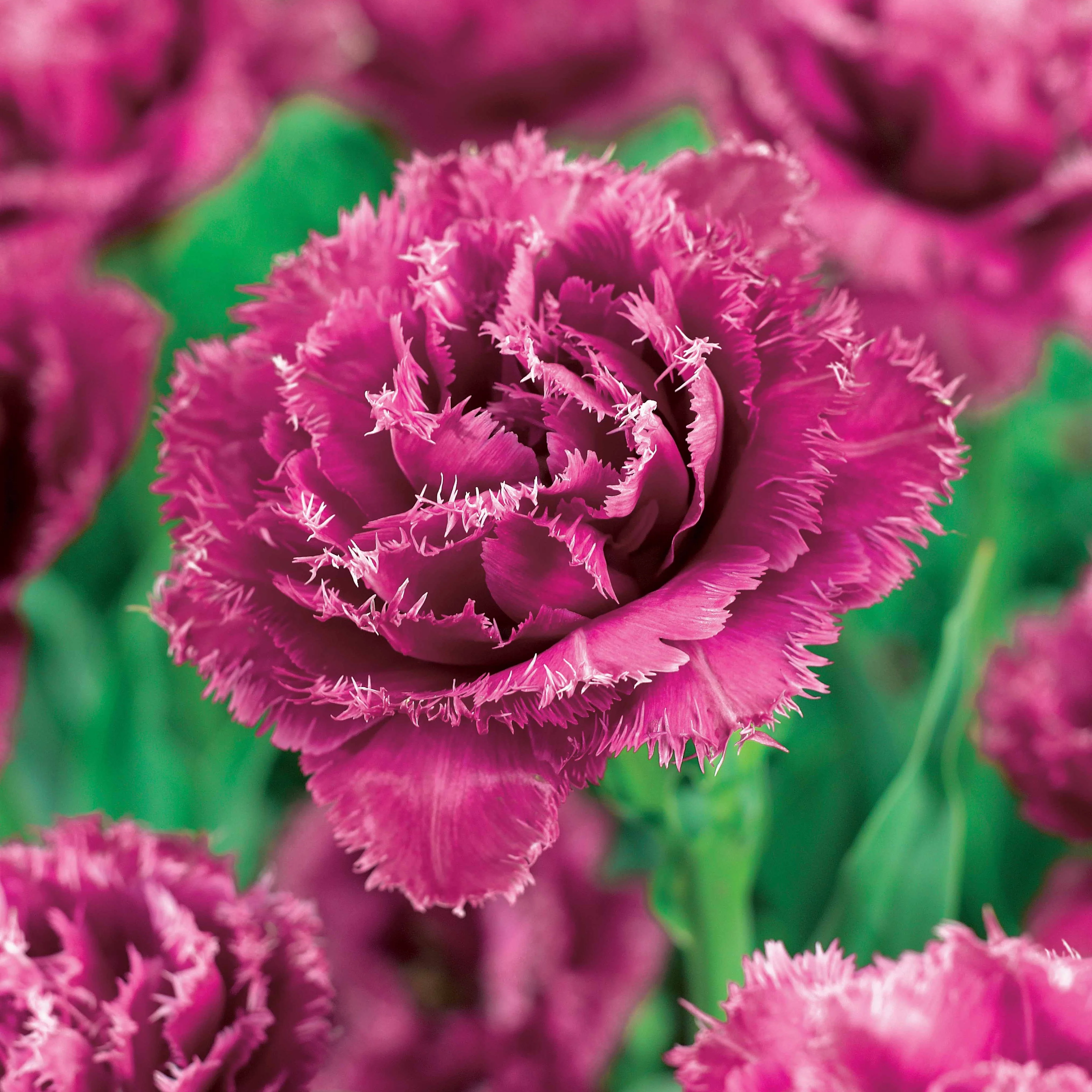 Gefranste Tulpen Kollektion: 'Queensland' + 'Mascotte' + 'Vaya con Dio' (x15) - Image 2