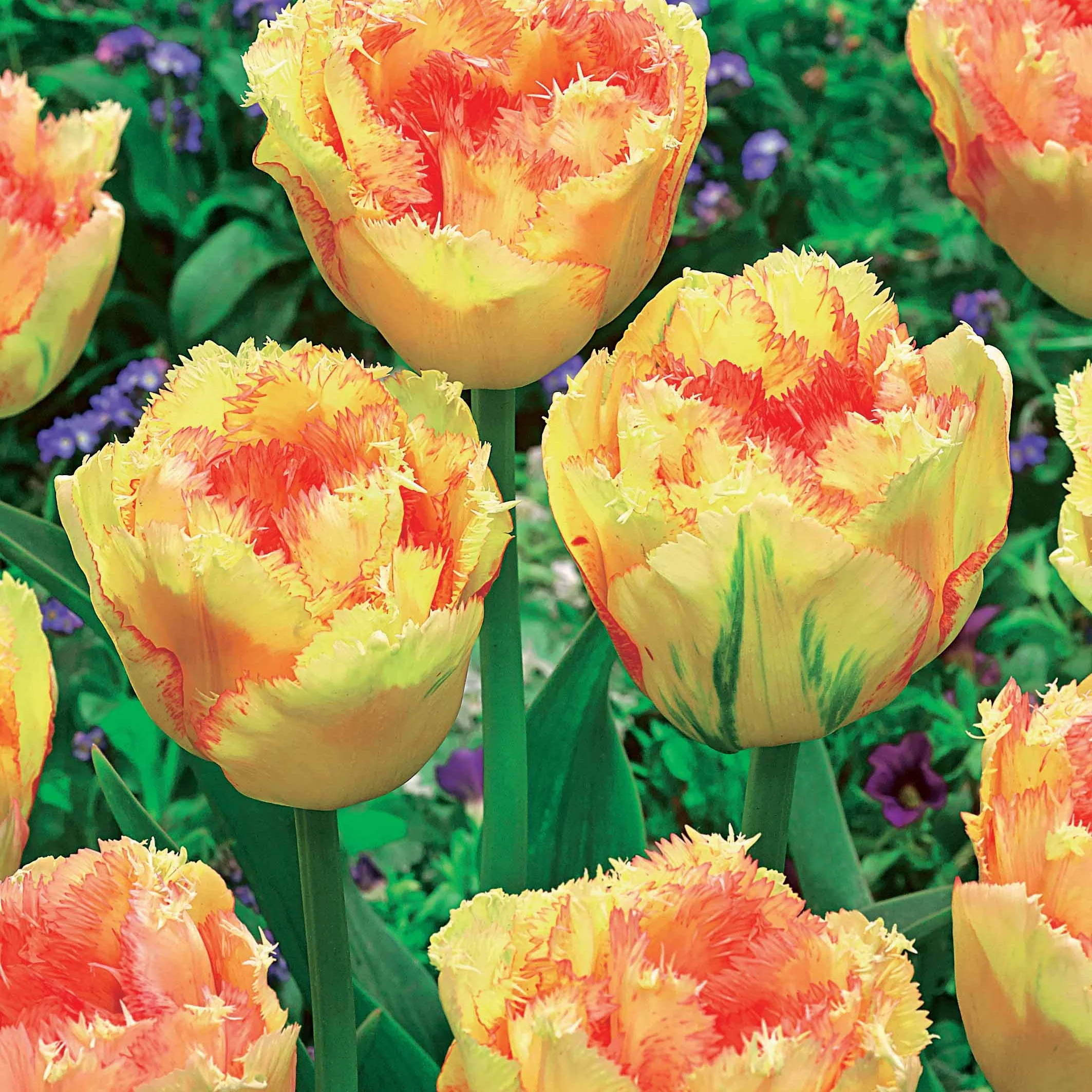 Gefranste Tulpen Kollektion: 'Queensland' + 'Mascotte' + 'Vaya con Dio' (x15) - Image 3