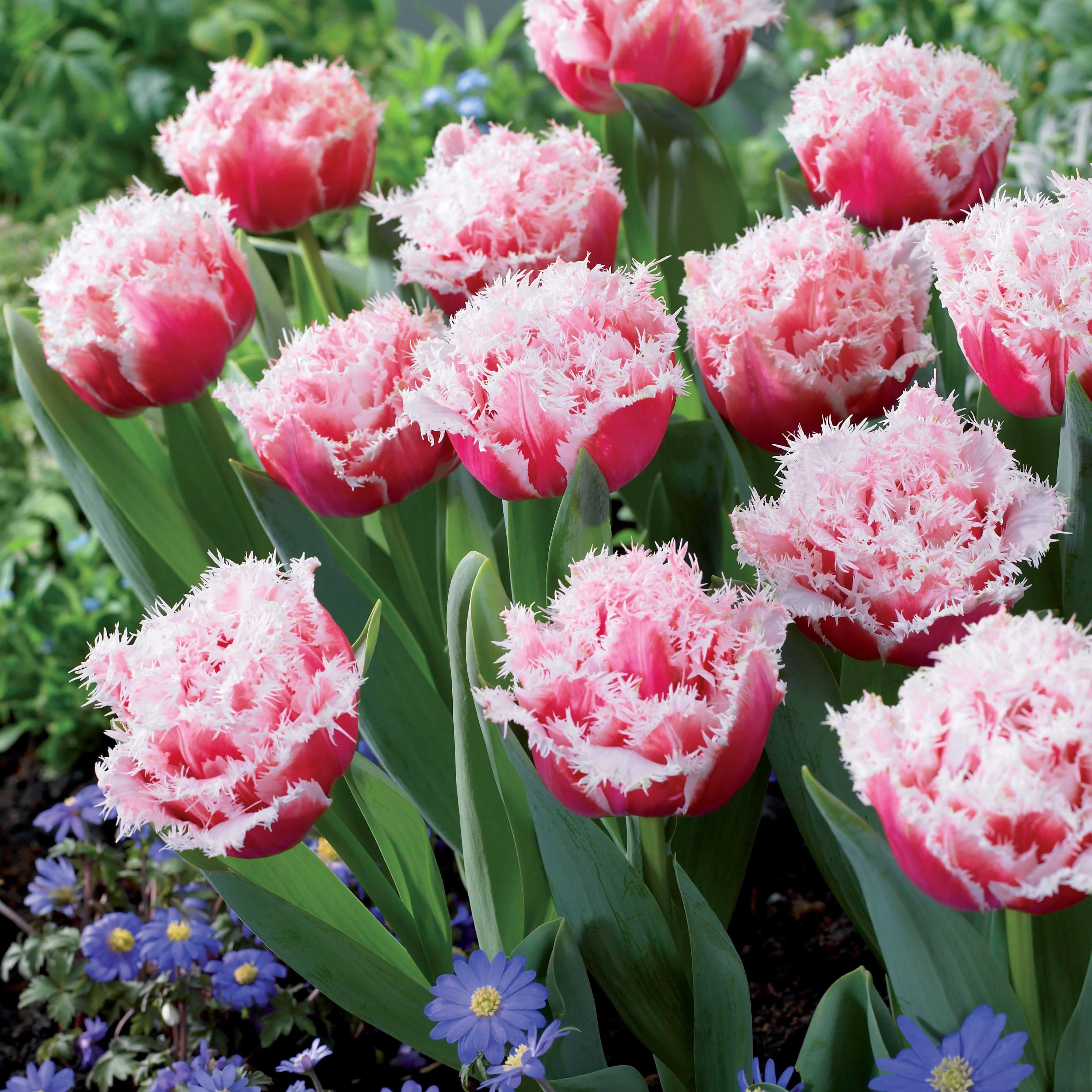 Gefranste Tulpen Kollektion: 'Queensland' + 'Mascotte' + 'Vaya con Dio' (x15) - Image 4