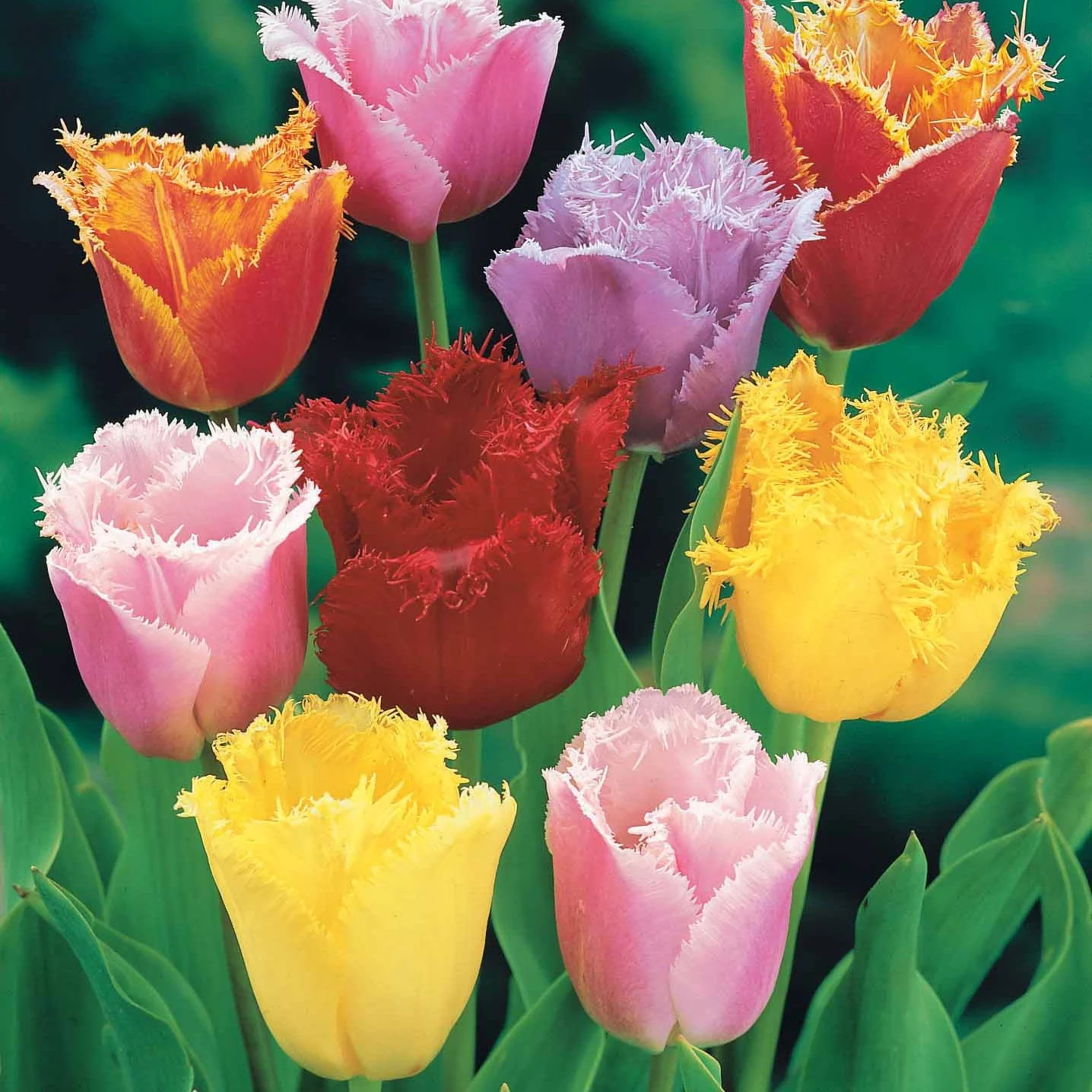 Gefranste Tulpen Mischung (x20) - Image 2