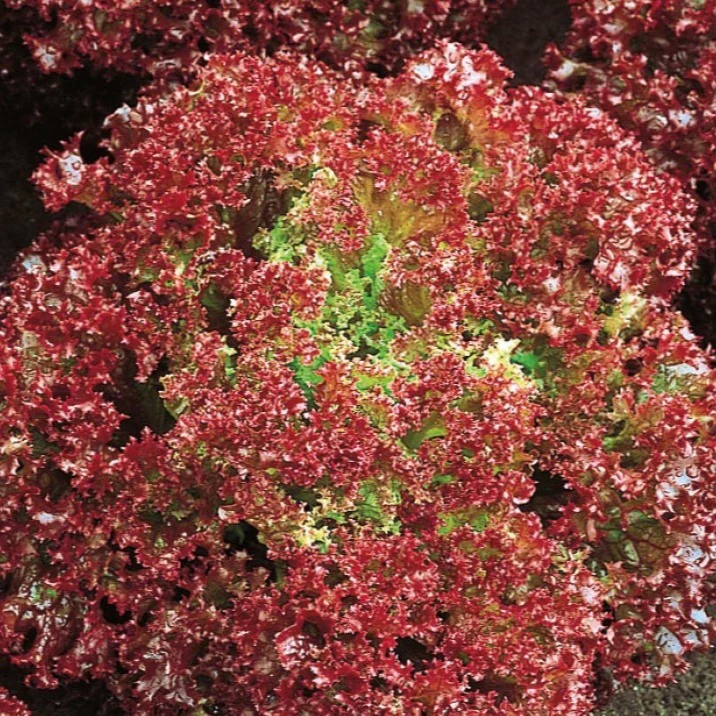 Pflücksalat ‘Lollo Rossa’ Bio