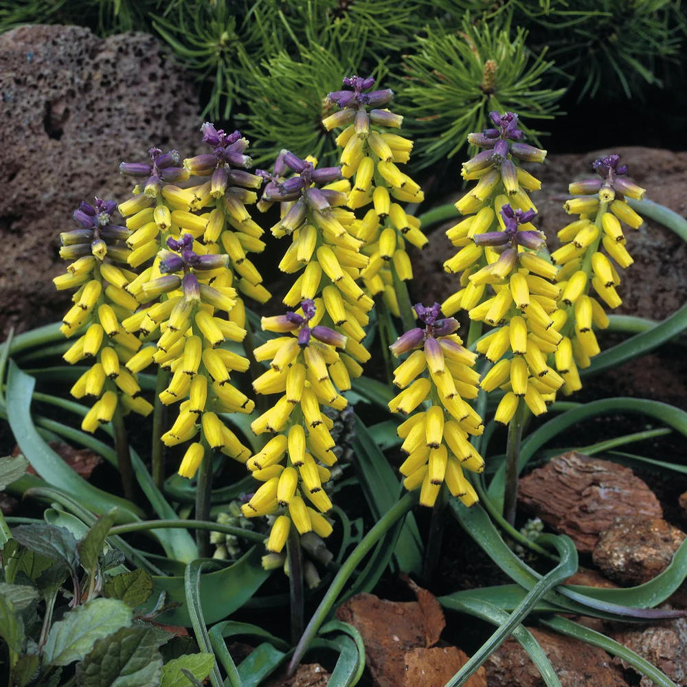 Gelbe Traubenhyazinthen 'Golden Fragrance'