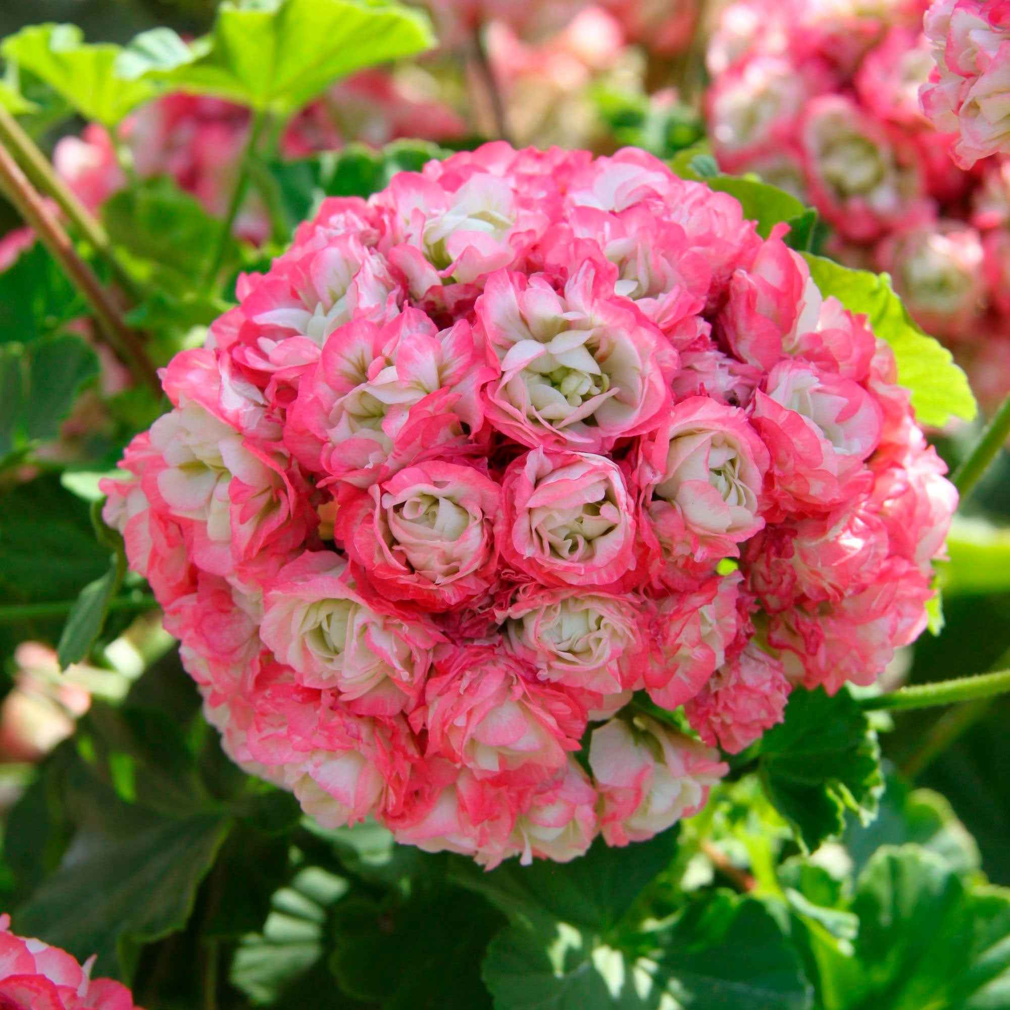 Geranie 'Appleblossom' (x3) - Image 3