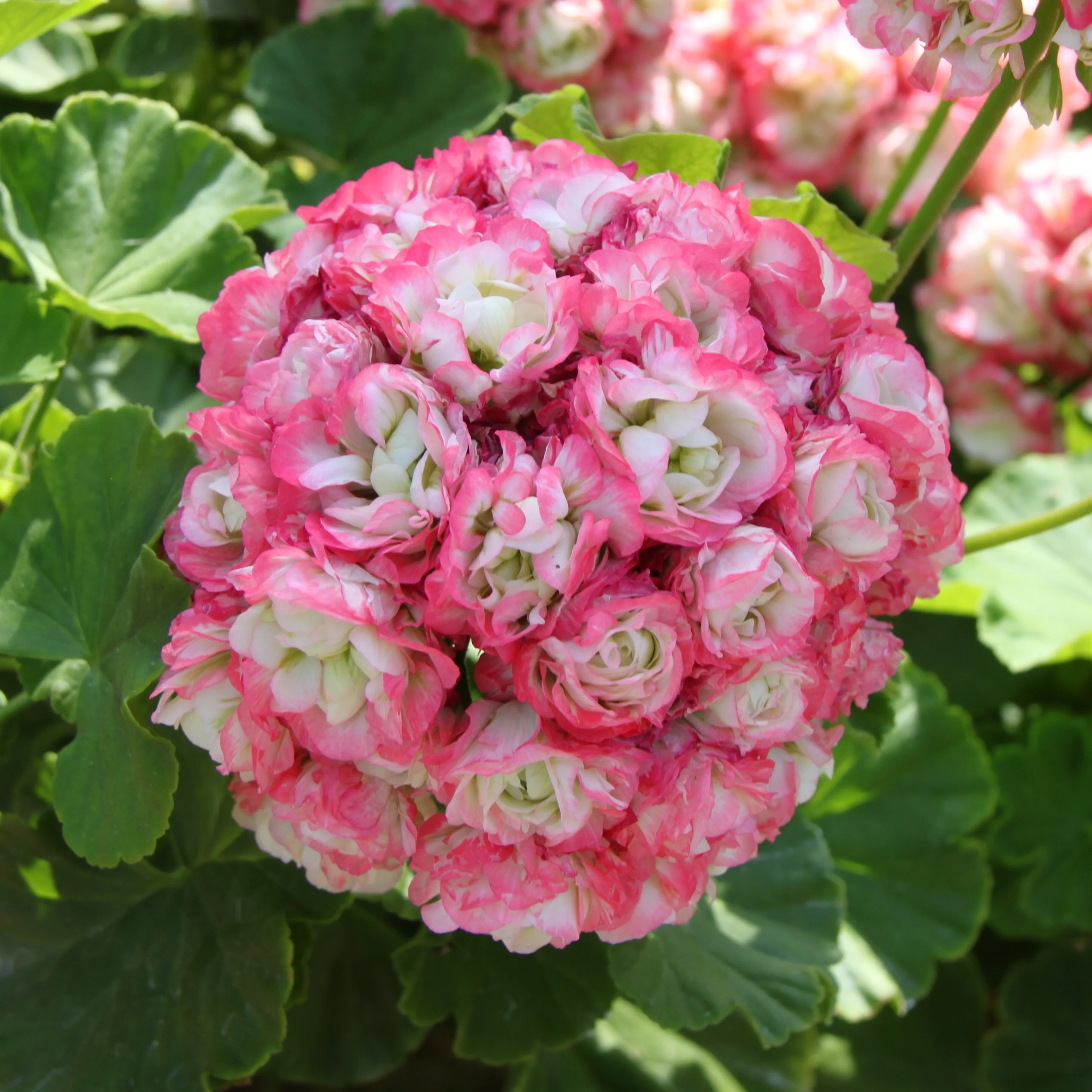 Geranie 'Appleblossom' (x3) - Image 4