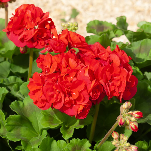 Geranie 'Toscana'® (x3) - Image 3