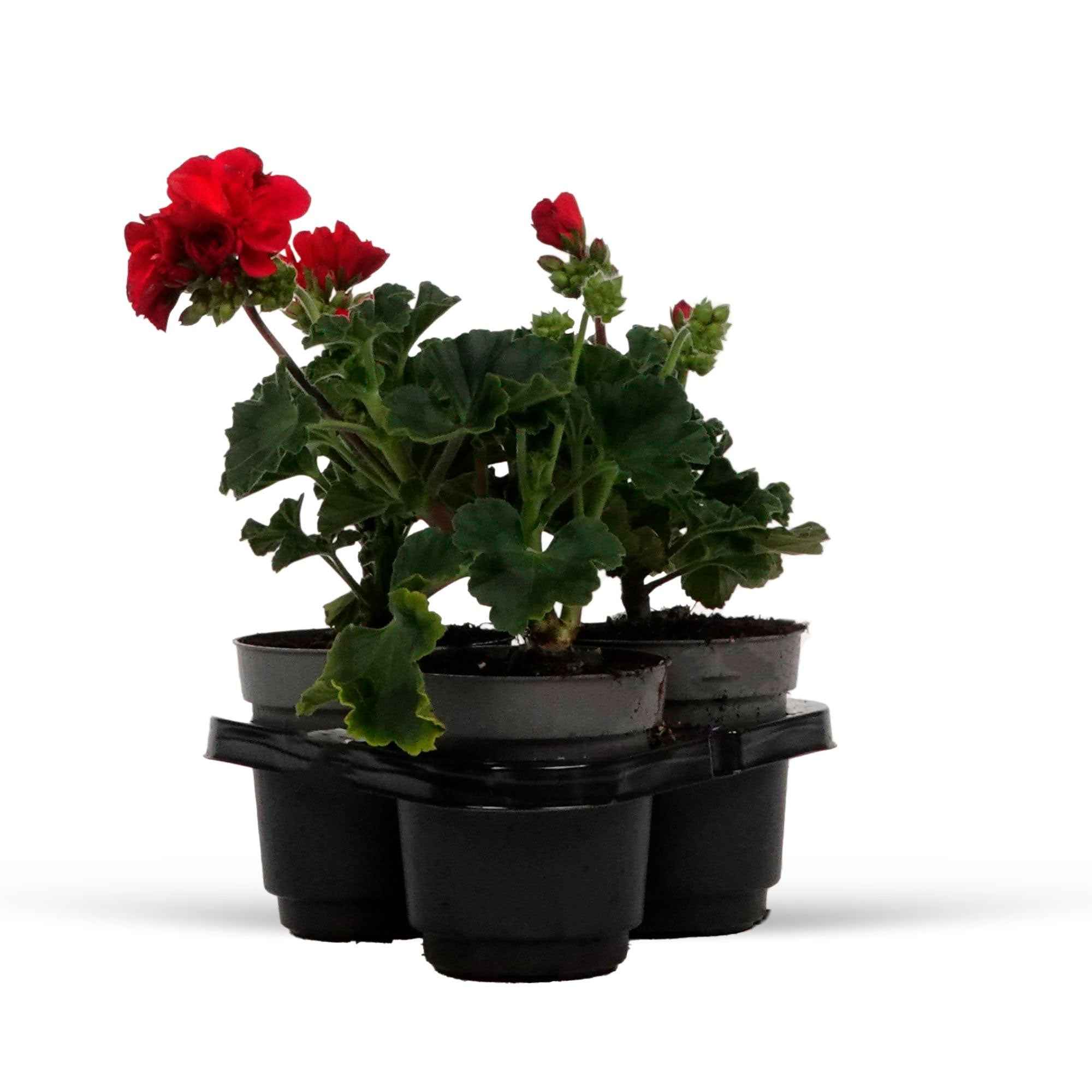 Geranie 'Toscana'® (x3) - Image 5